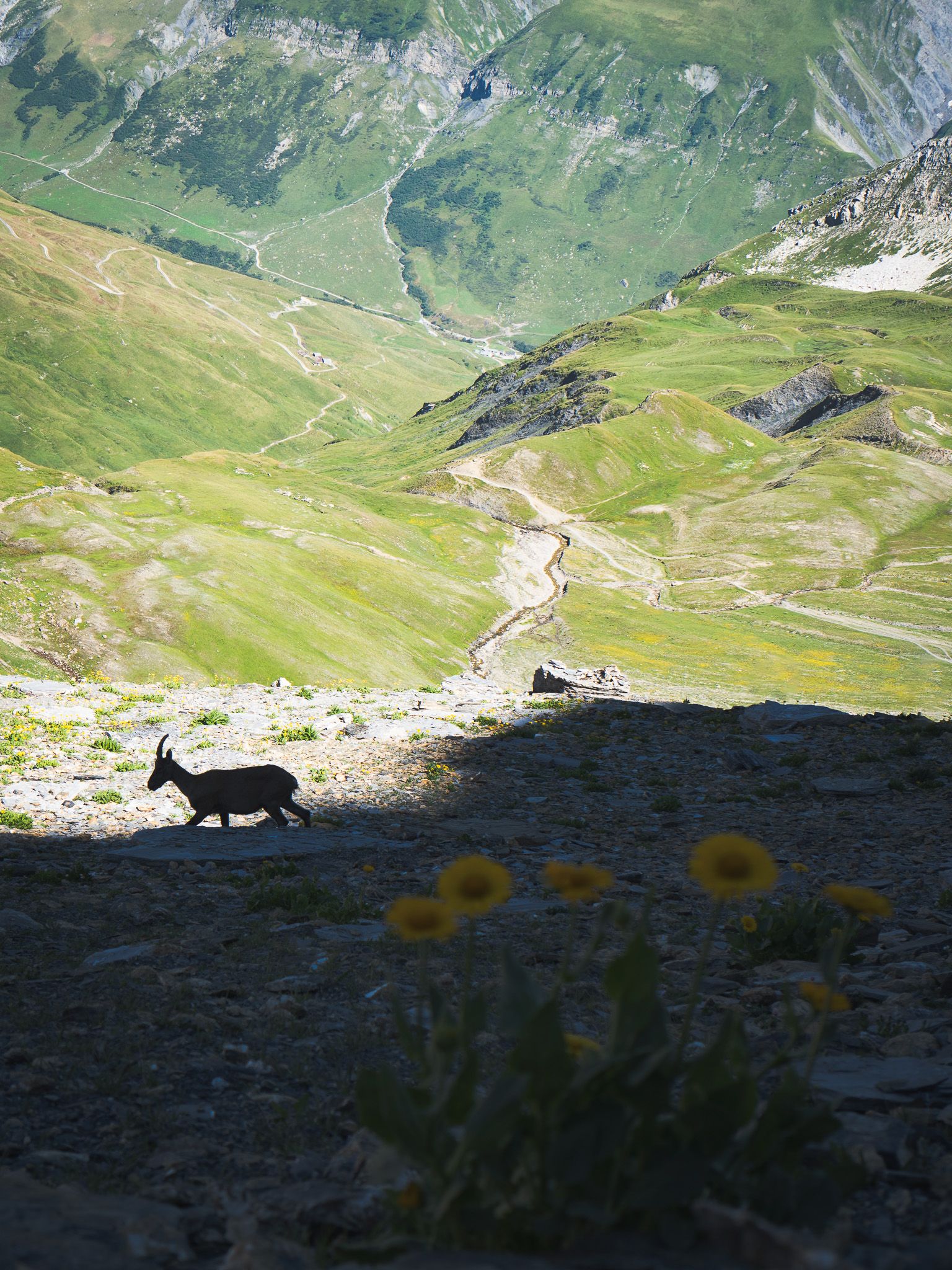 ibex in italy