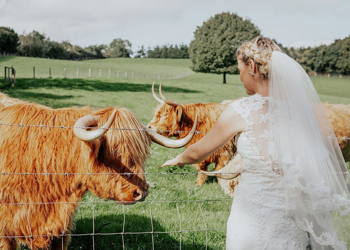 Bride in her wedding dress greeting Highland cattle in a field at Wooladon Estate