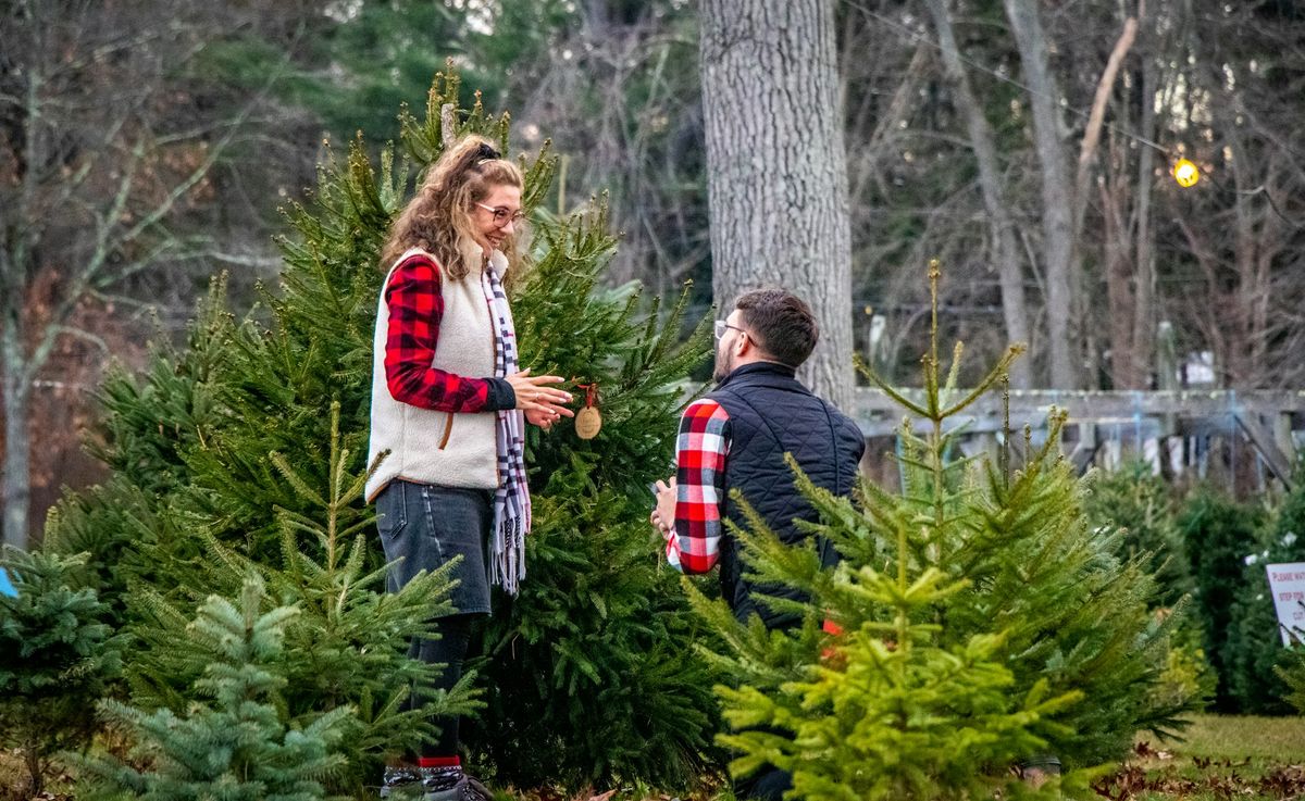 Couple browsing Christmas trees together at an outdoor tree lot