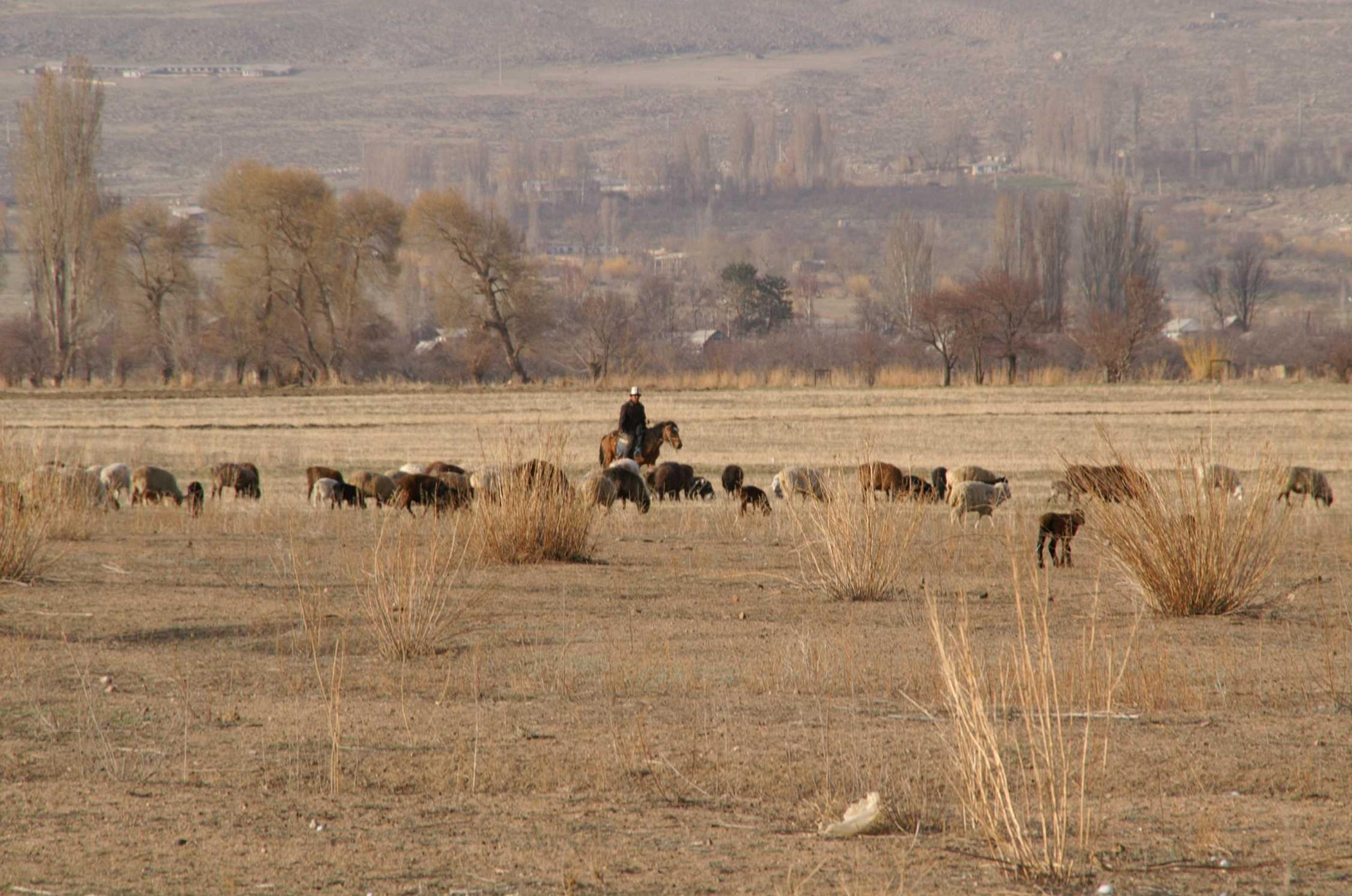 Shepherd with his flock in Kyrgyzstan