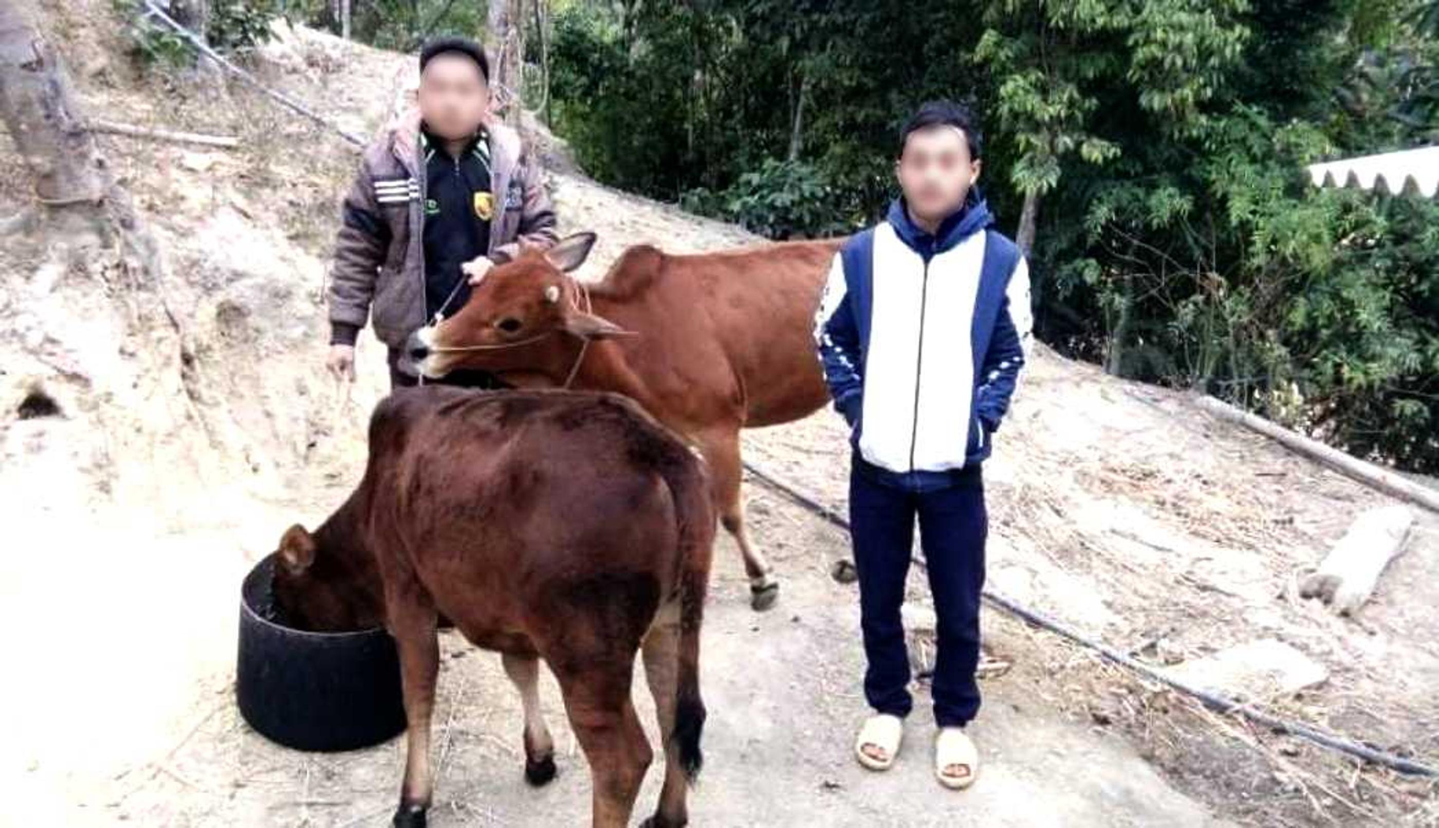 How the Cow Bank Project changes lives in rural Vietnam