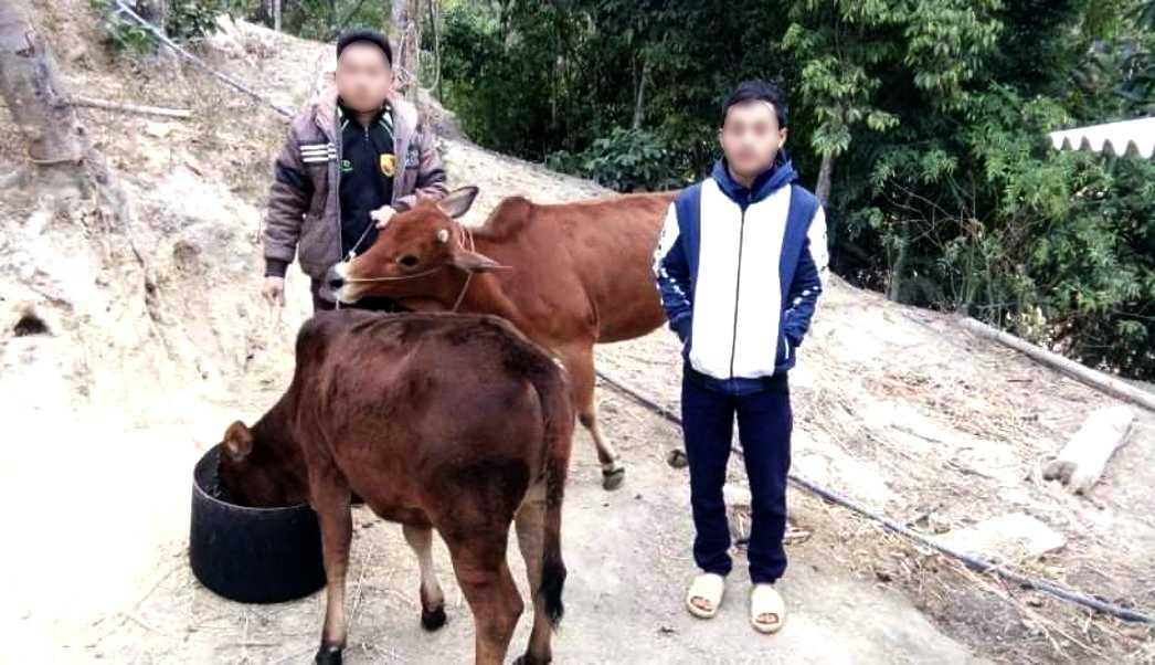 How the Cow Bank Project changes lives in rural Vietnam