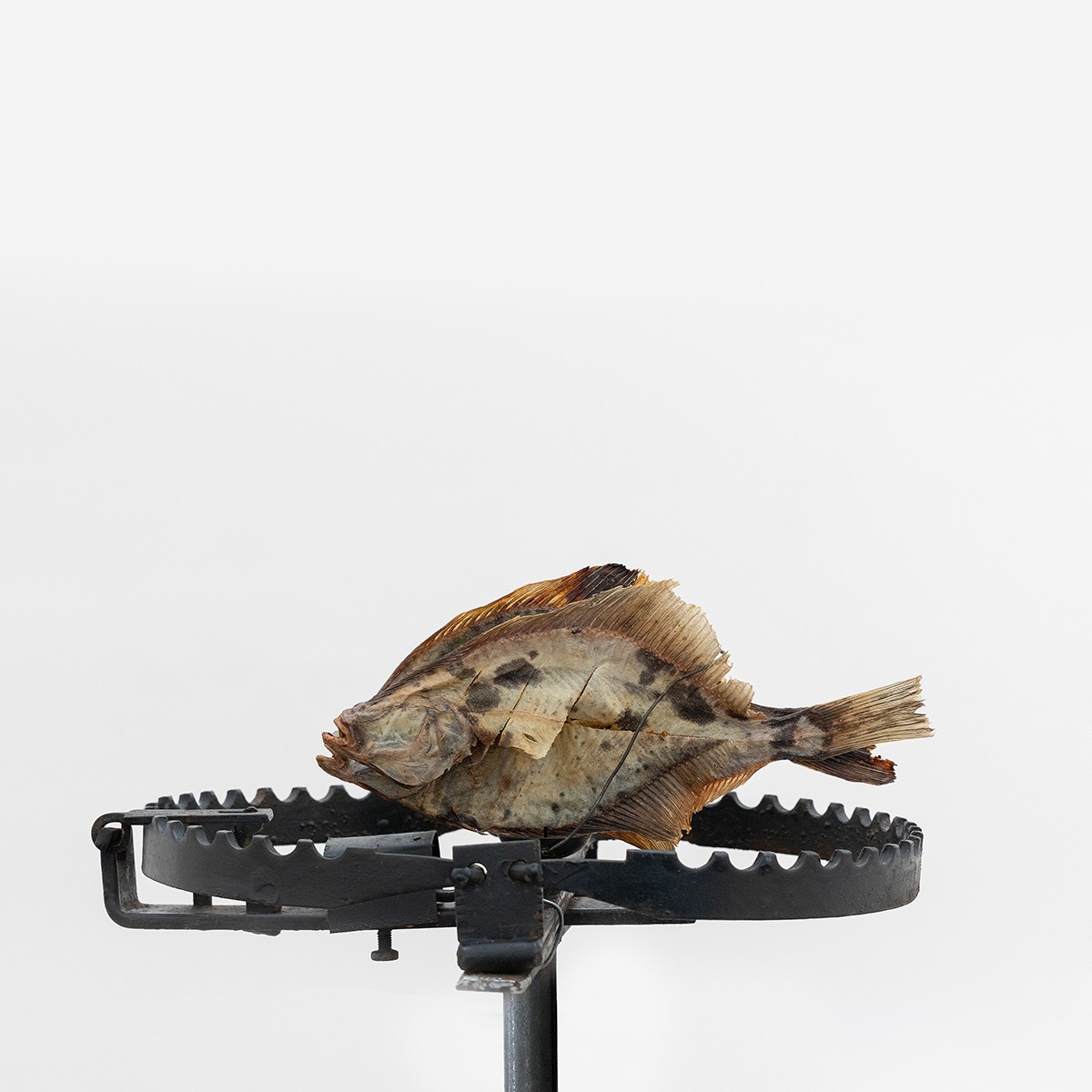 Falle für Seeadler