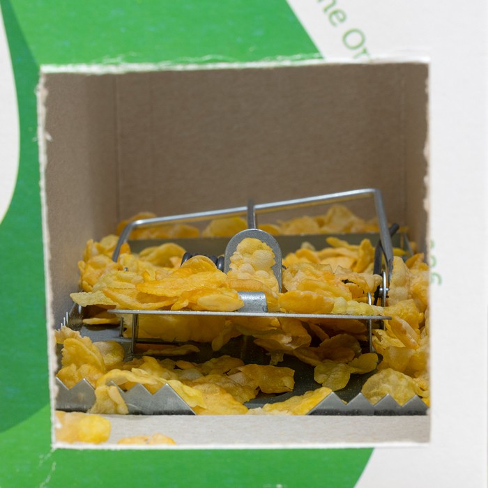 Meerschweinchenfalle