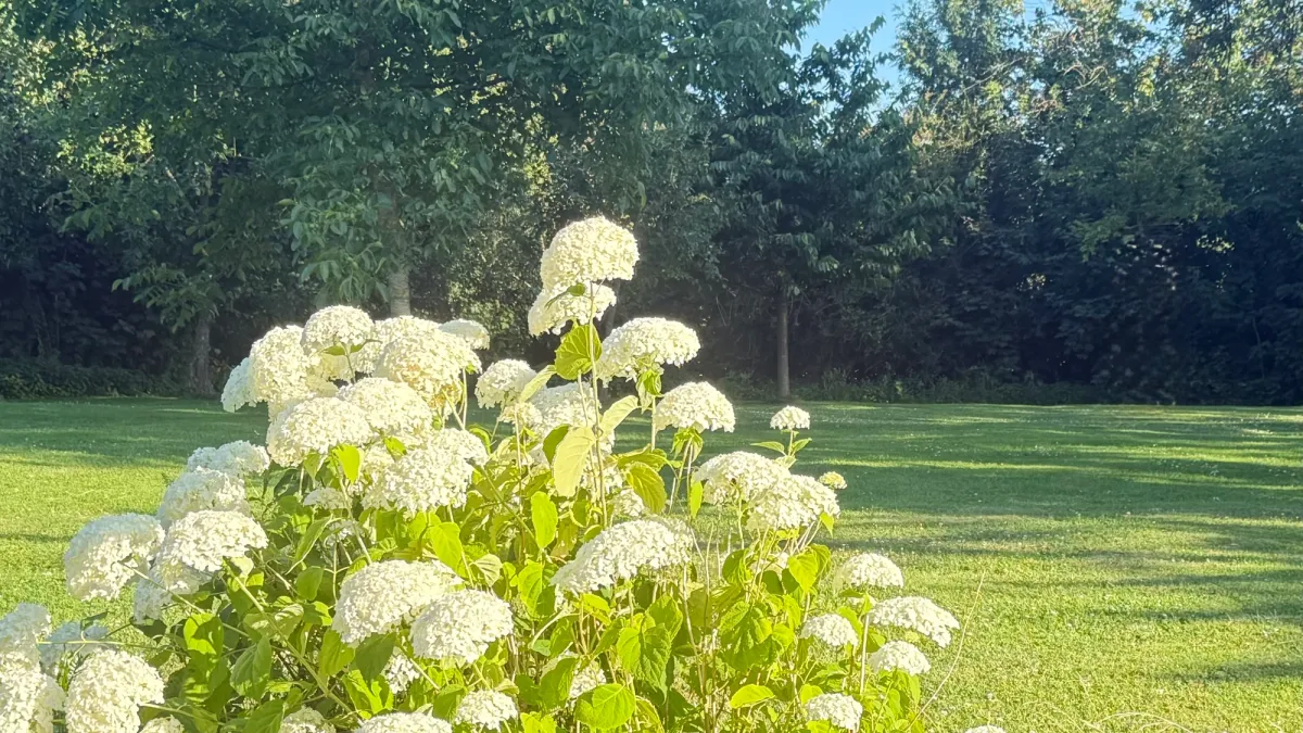 summer garden of trees and flowers