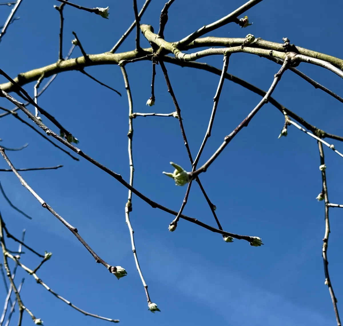 Blog article about the wood element and yang energy for spring 