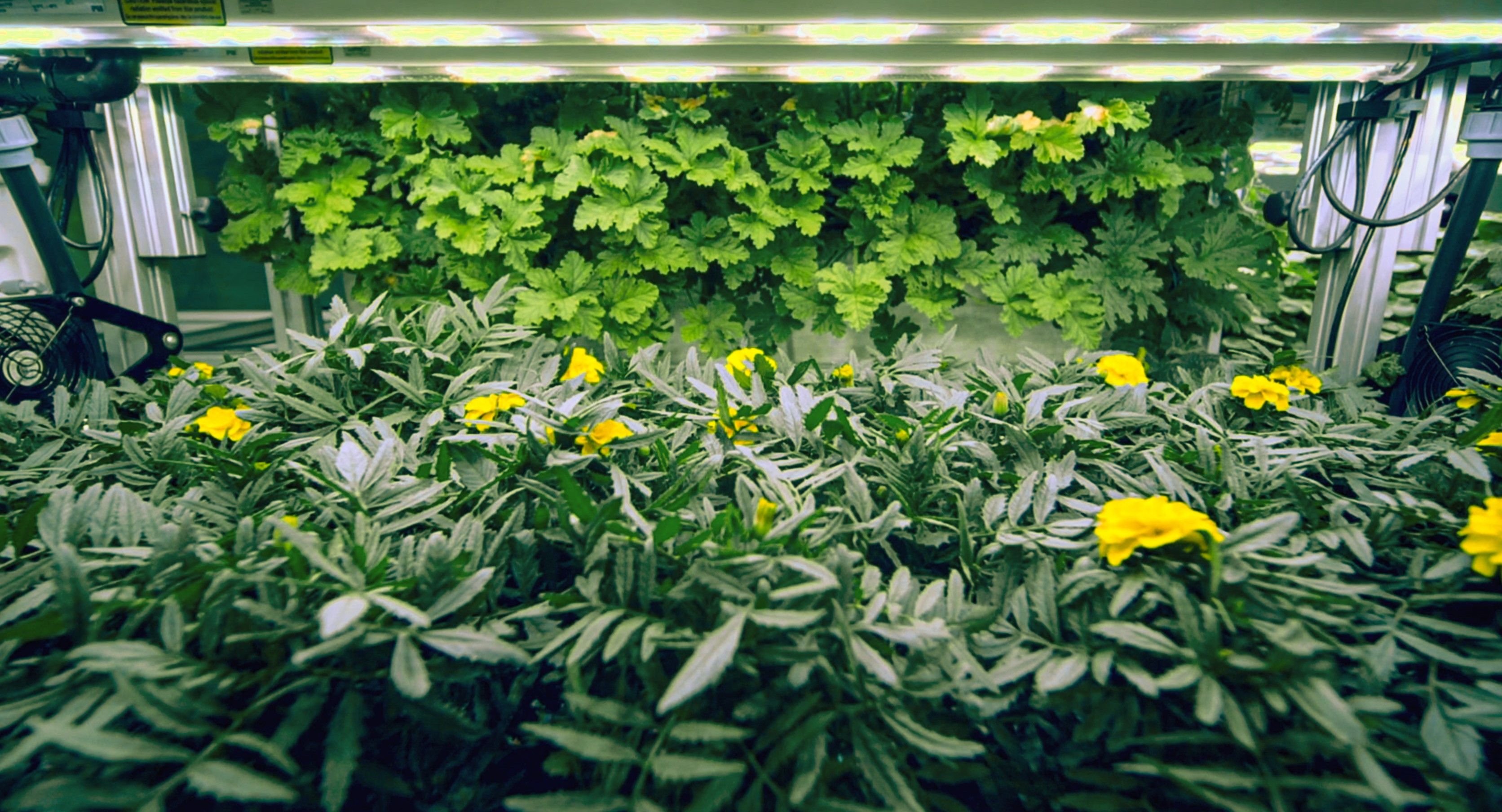 Tagetes Minuta growing in biopod Model One.