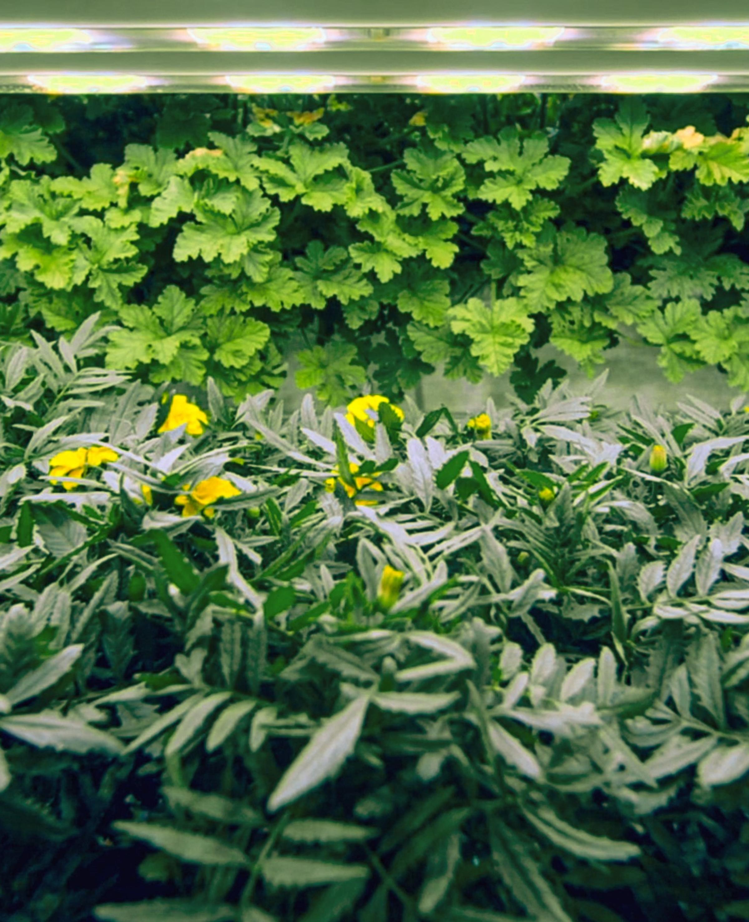 Tagetes Minuta growing in biopod Model One.