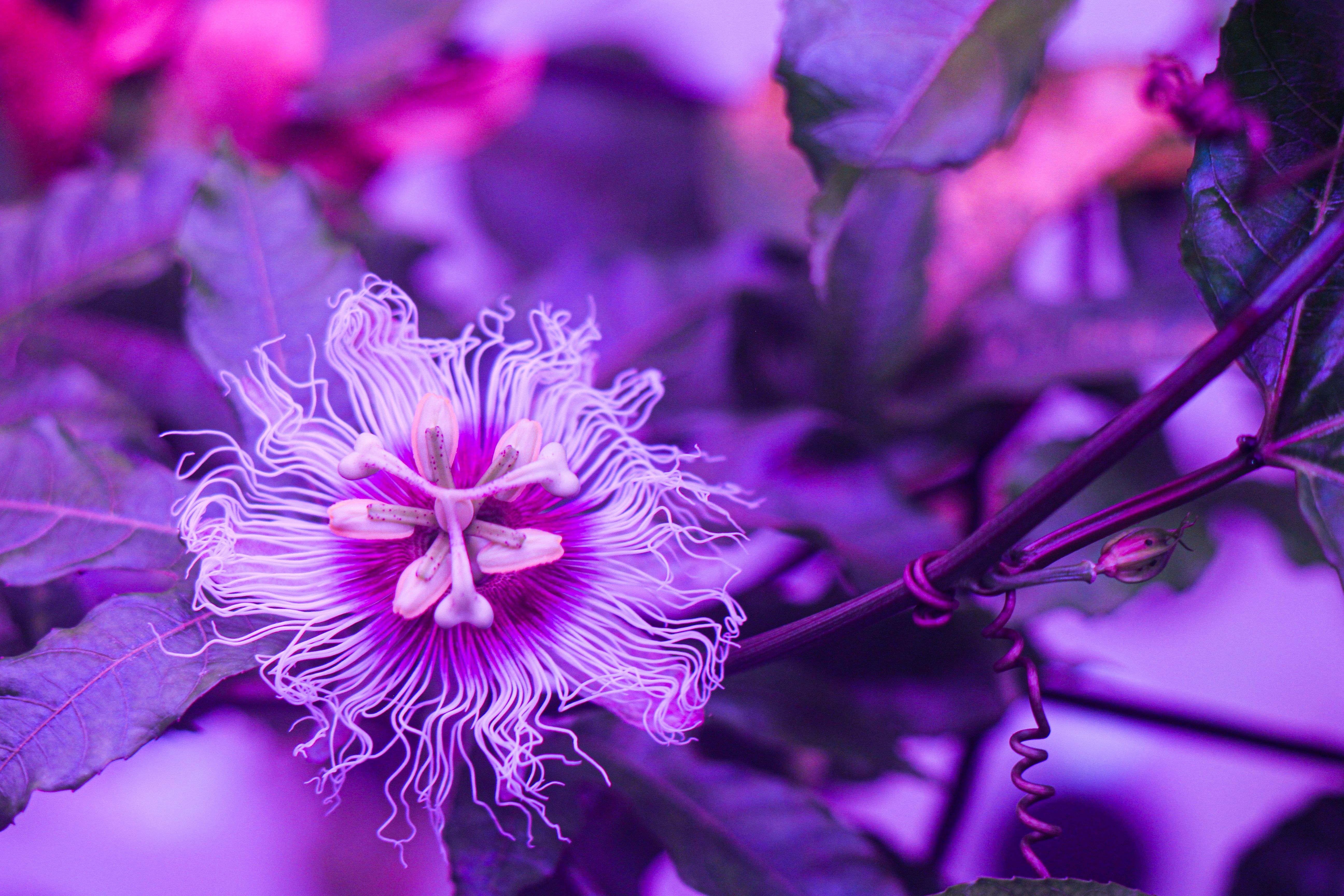 Passion Fruit flower in biopod Model One.