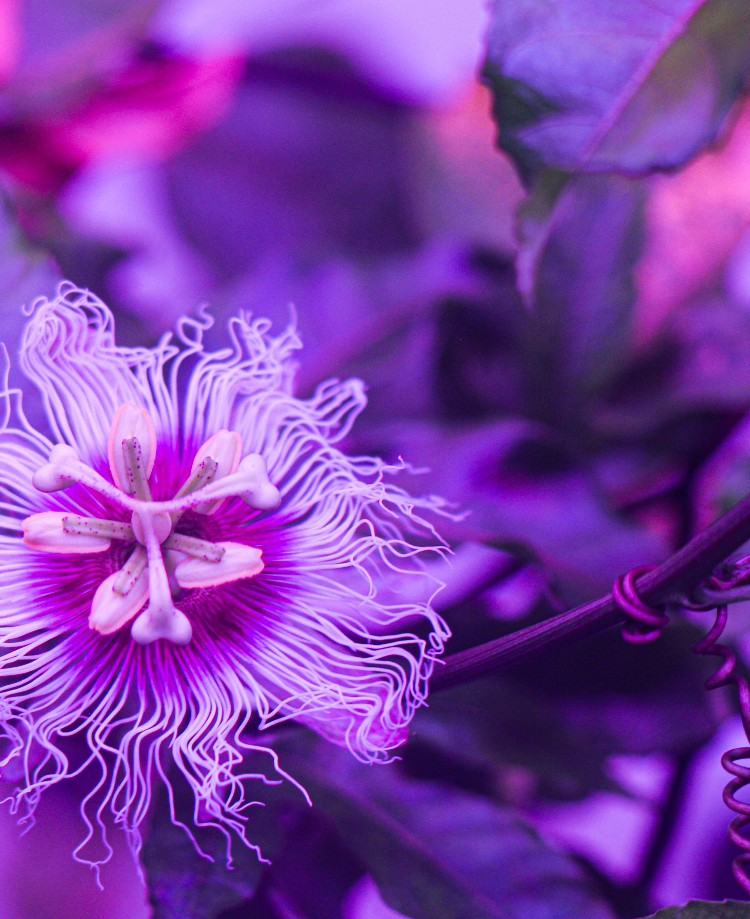 Passion Fruit flower in biopod Model One.