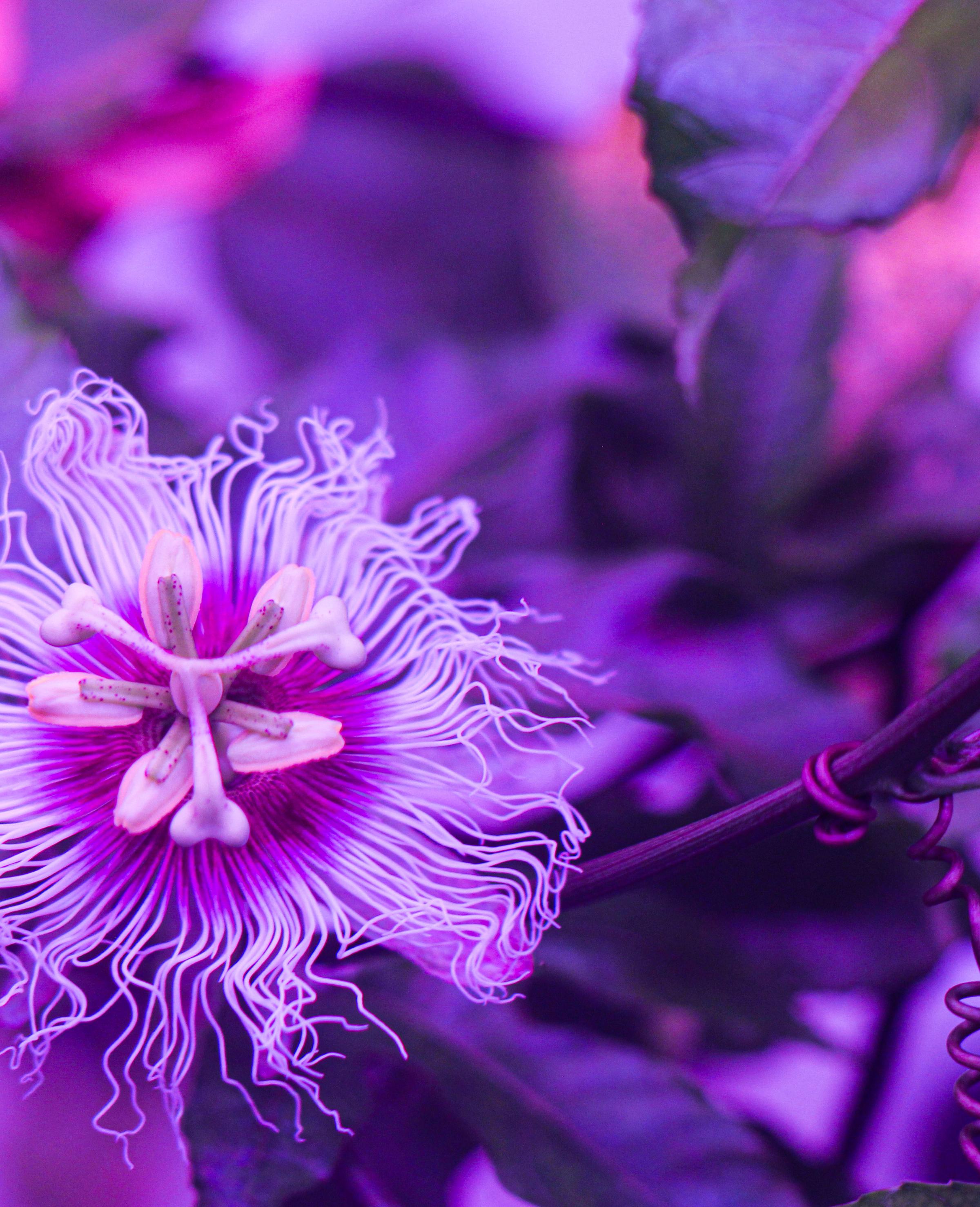 Passion Fruit flower in biopod Model One.