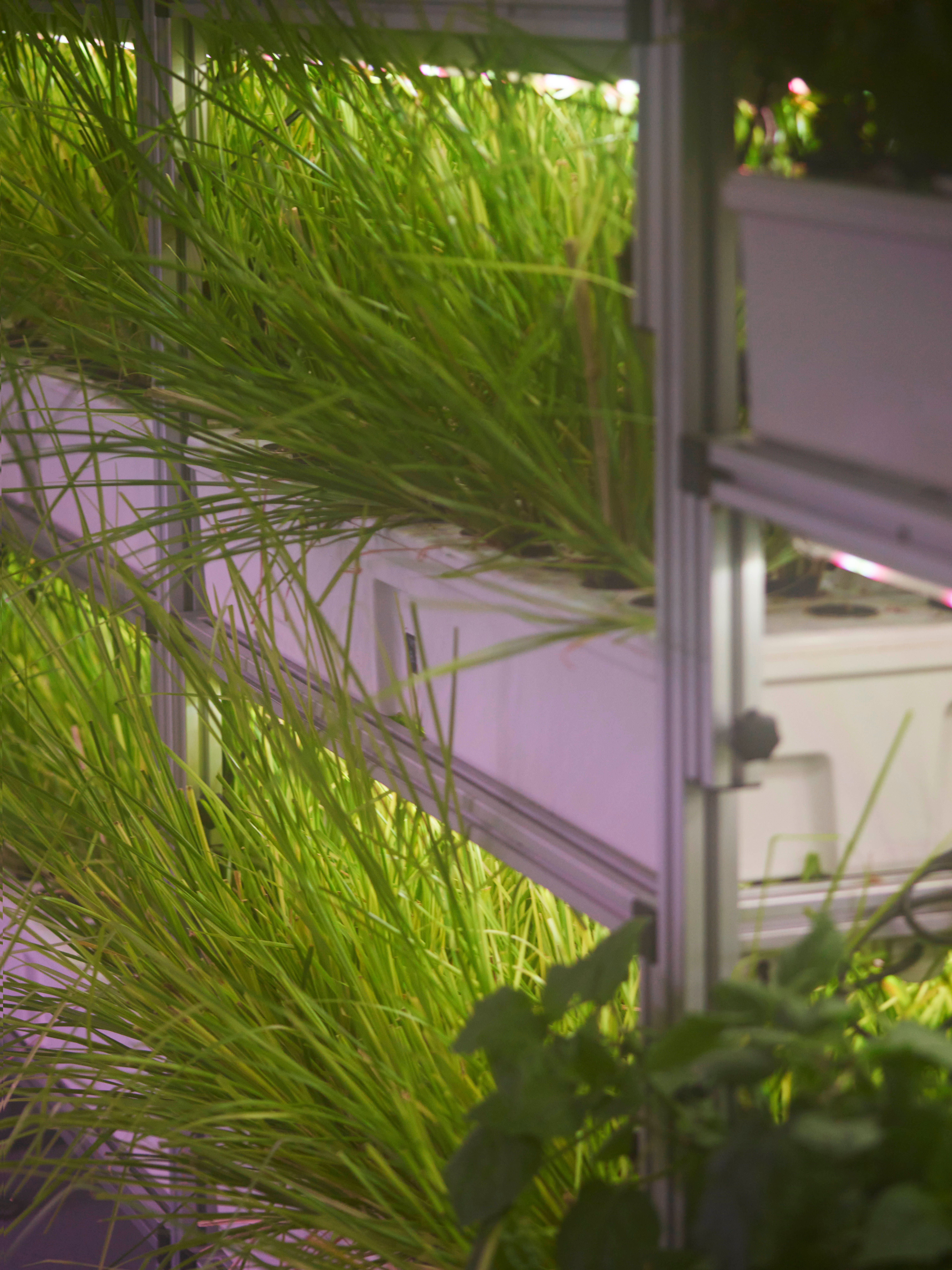 Vetiver growing in biopod Model One.