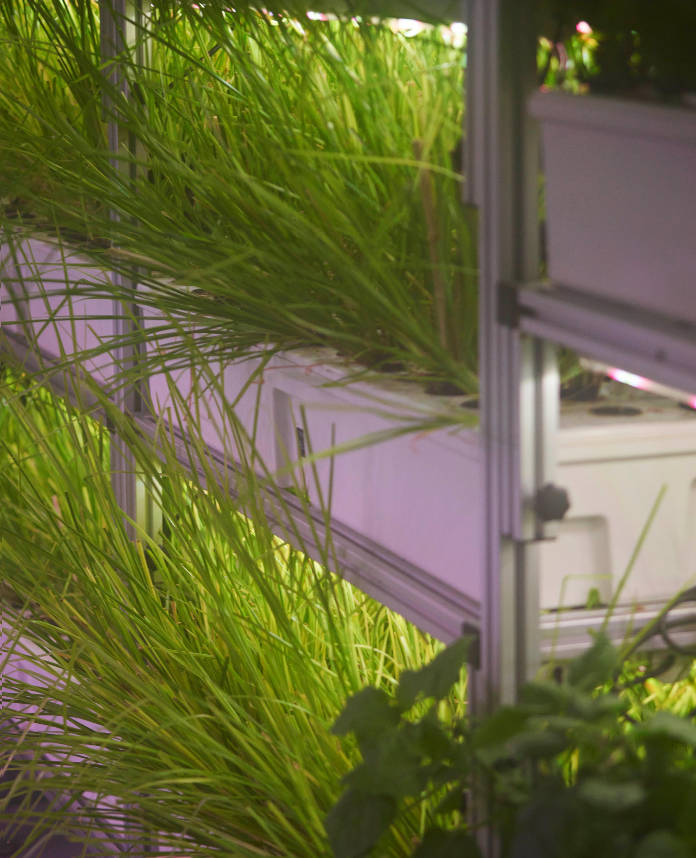 Vetiver growing in biopod Model One.