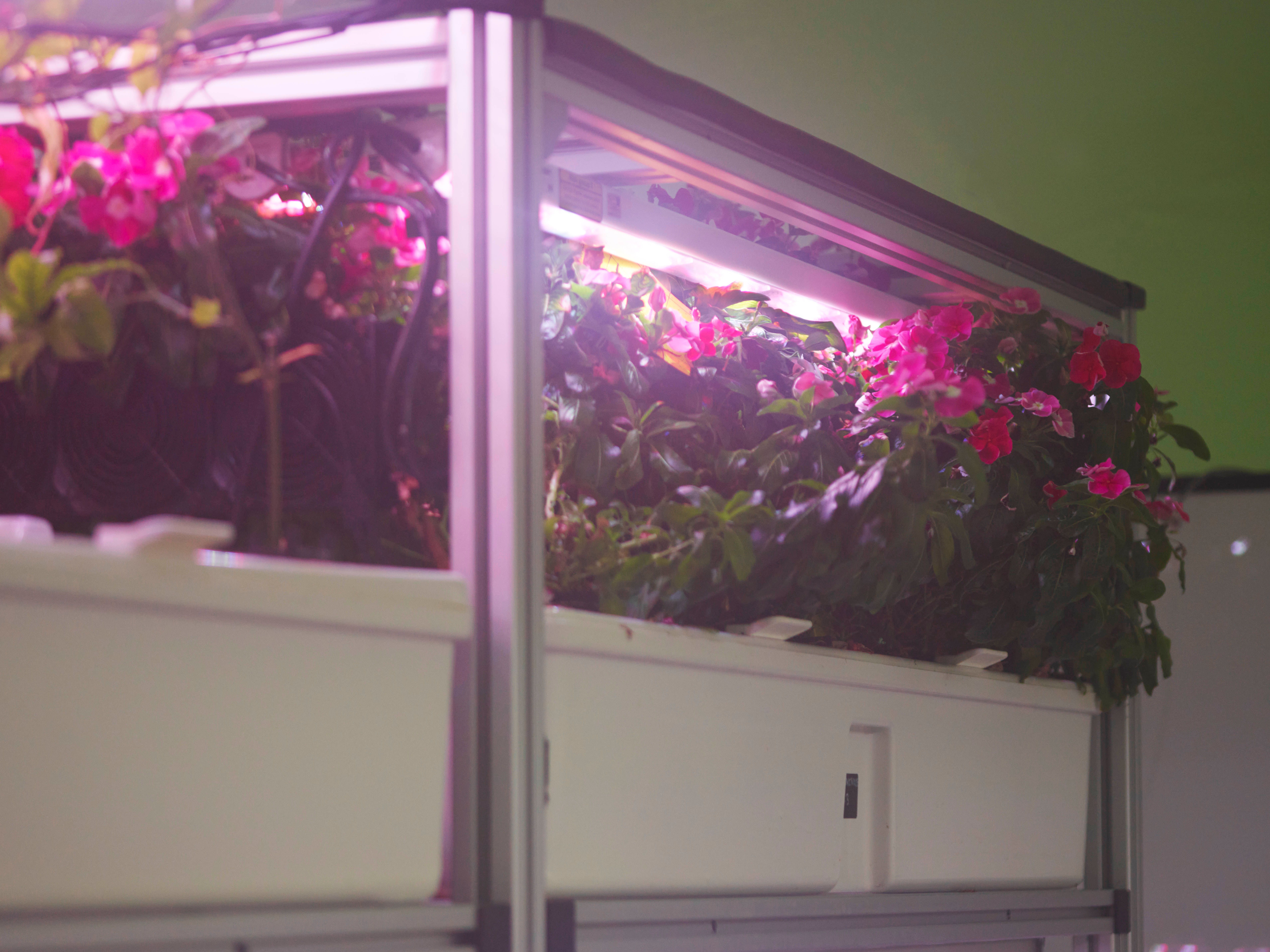 Madagascar Periwinkle growing in biopod Model One.