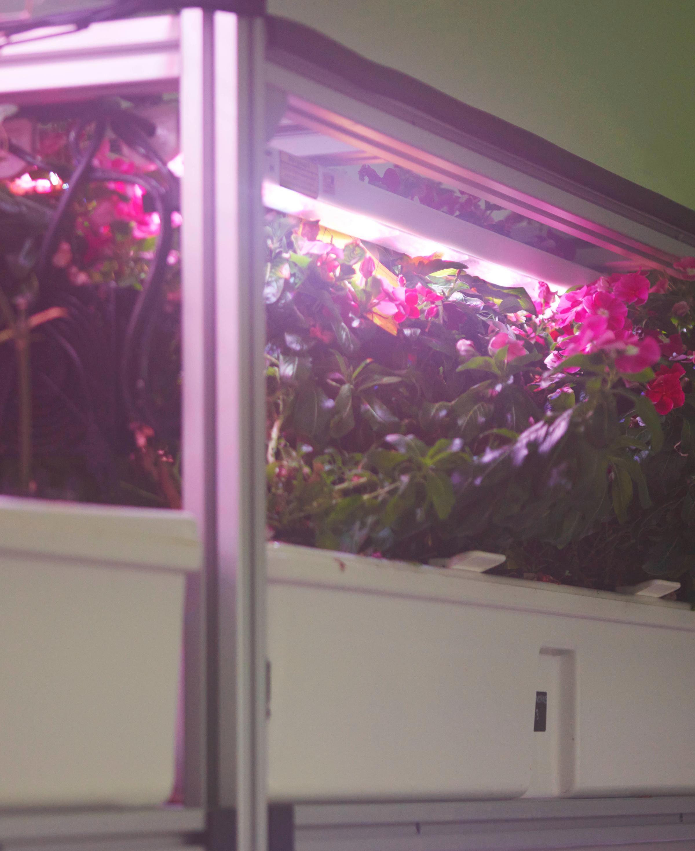 Madagascar Periwinkle growing in biopod Model One.