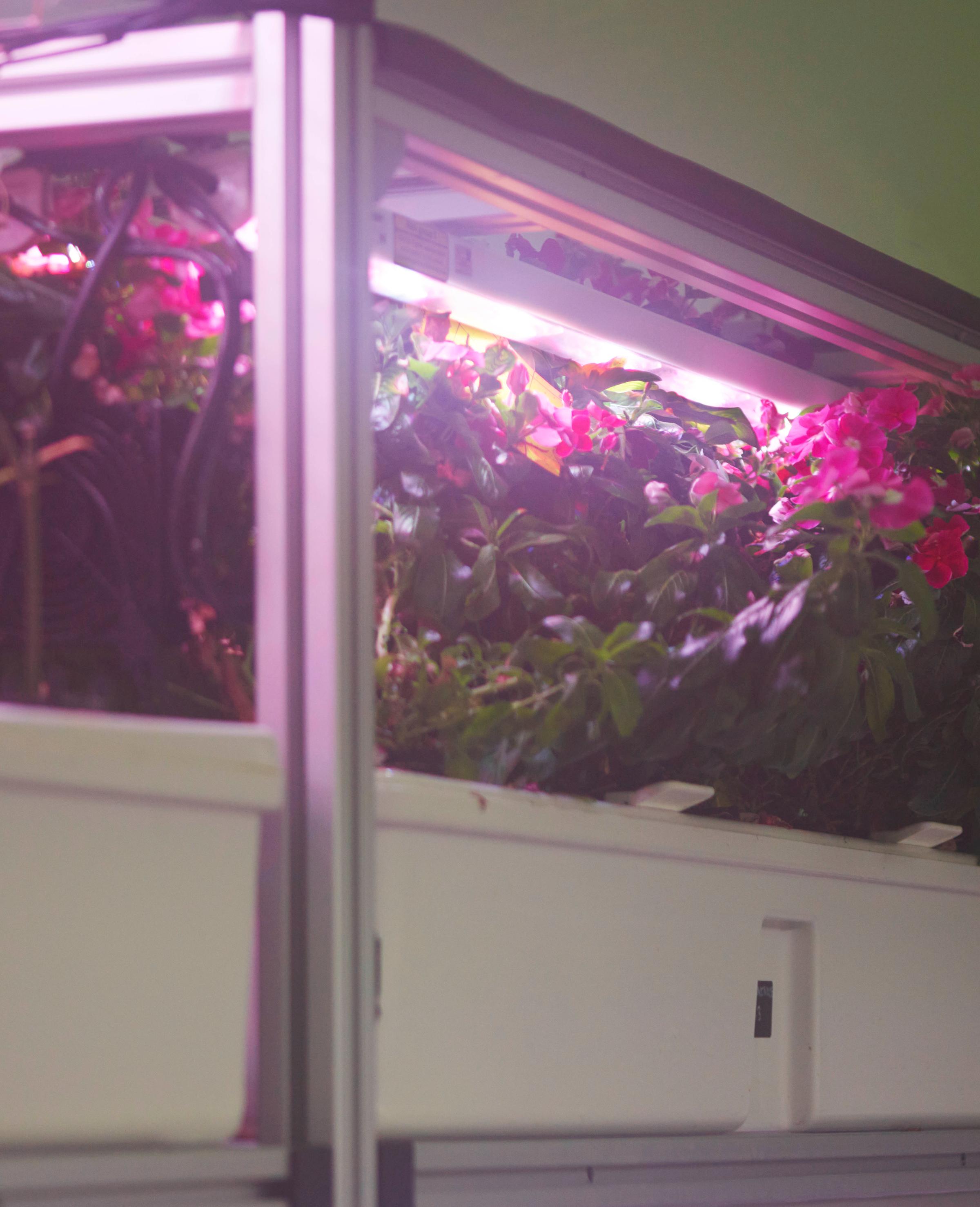 Madagascar Periwinkle growing in biopod Model One.