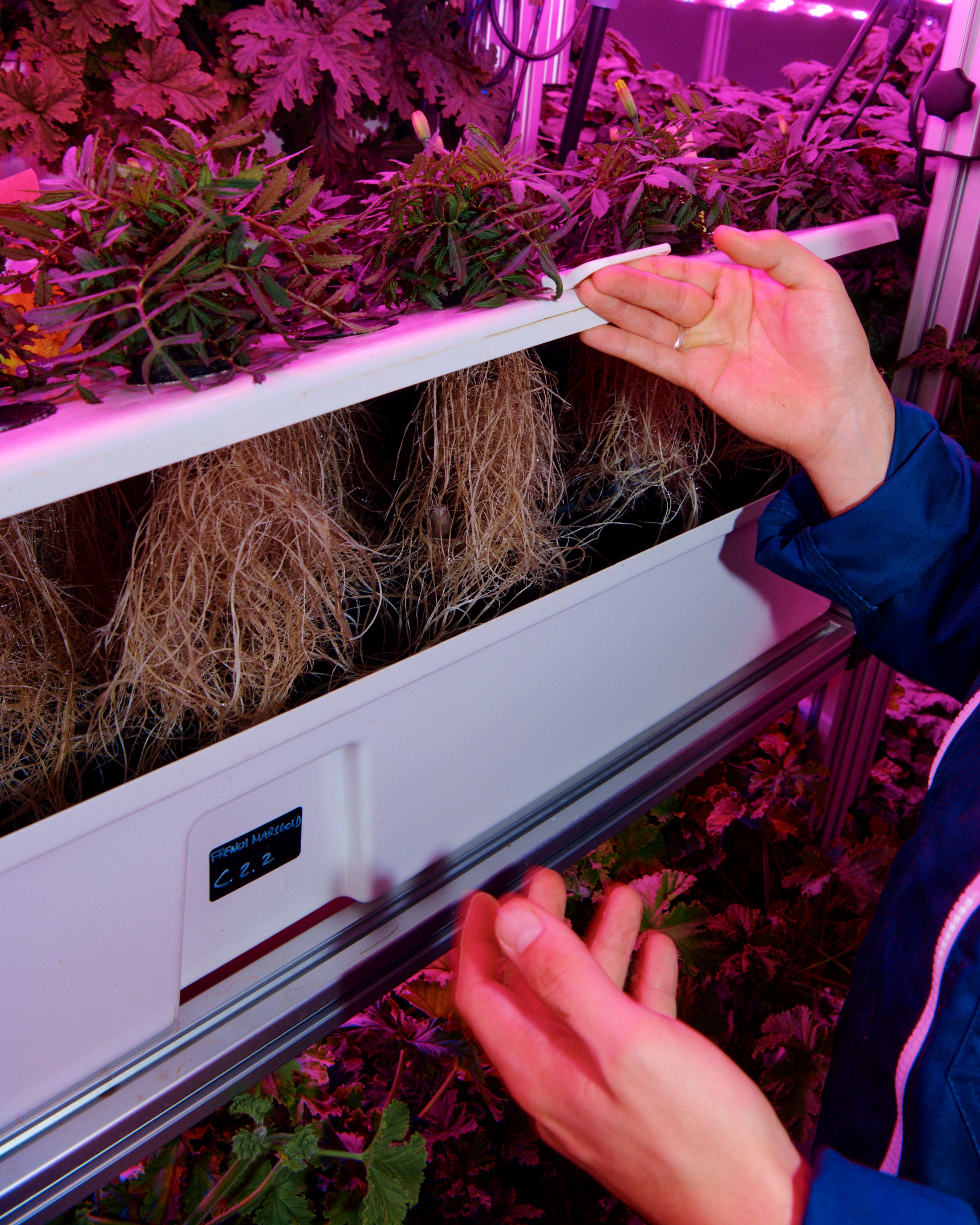 Plant Scientist with roots