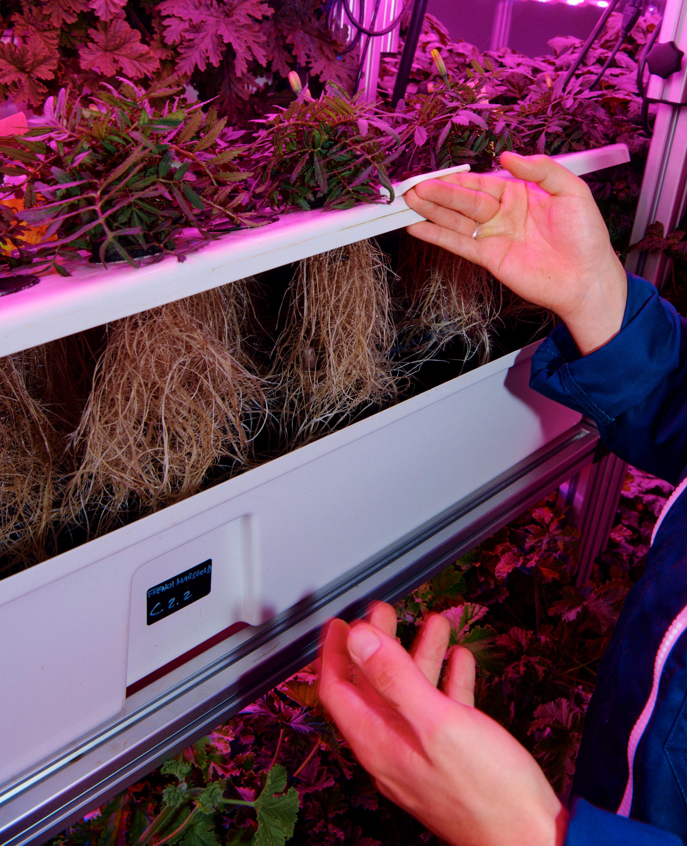 Plant Scientist with roots