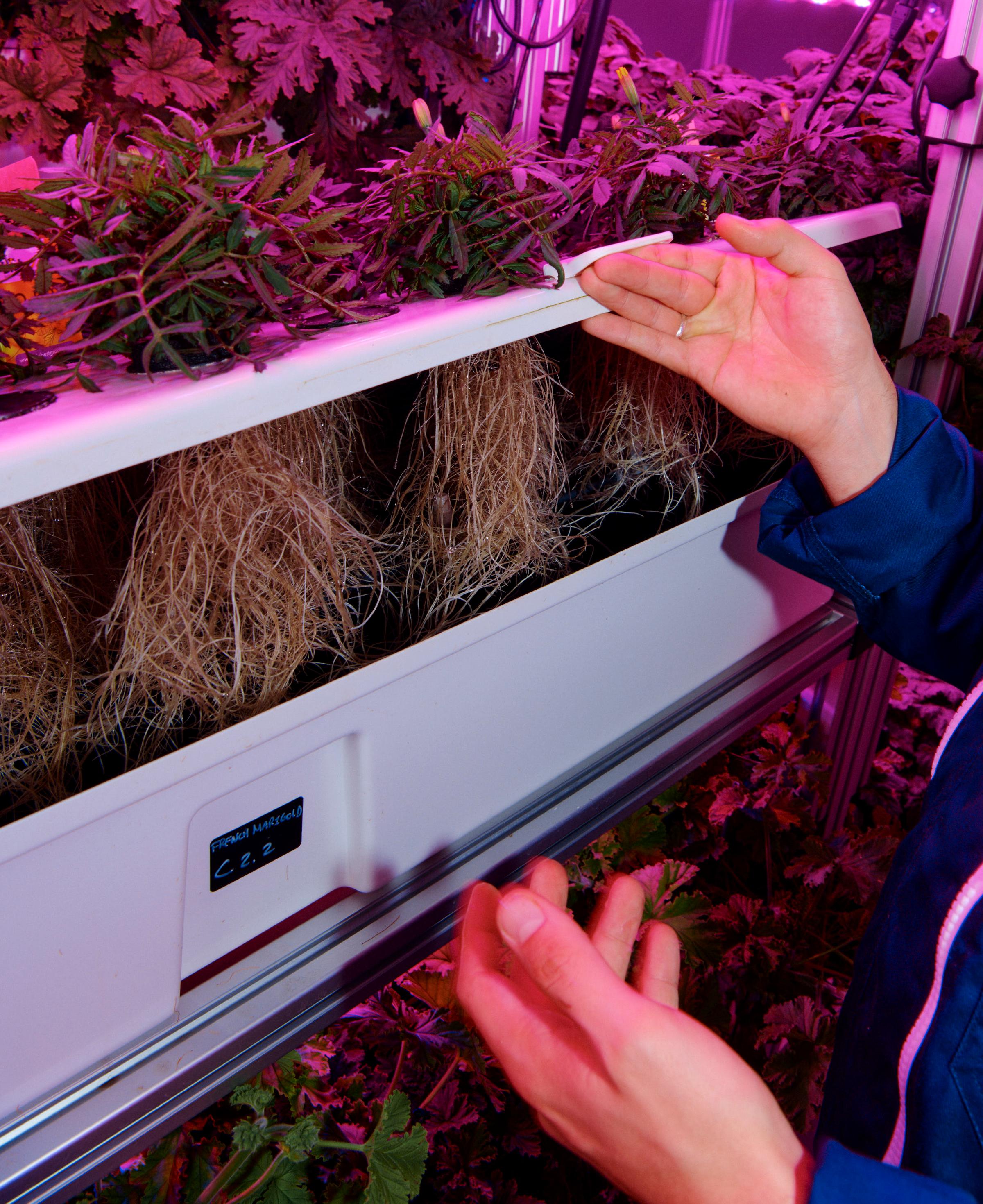 Plant Scientist with roots