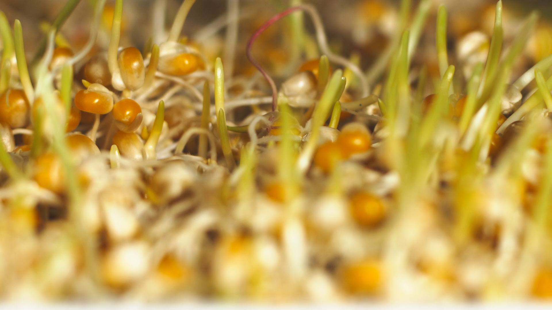 Sprouts in bioquark.