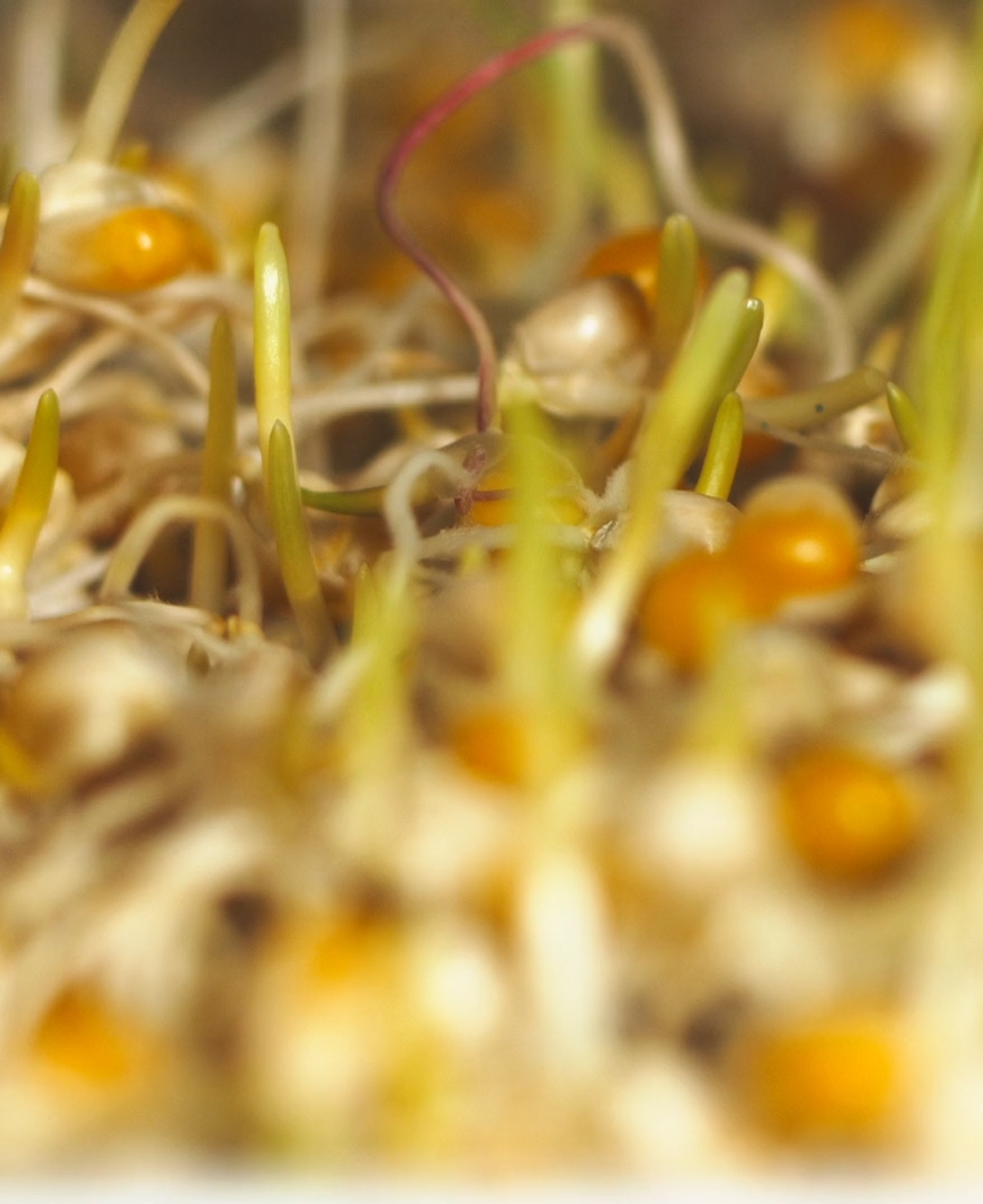 Sprouts in bioquark.