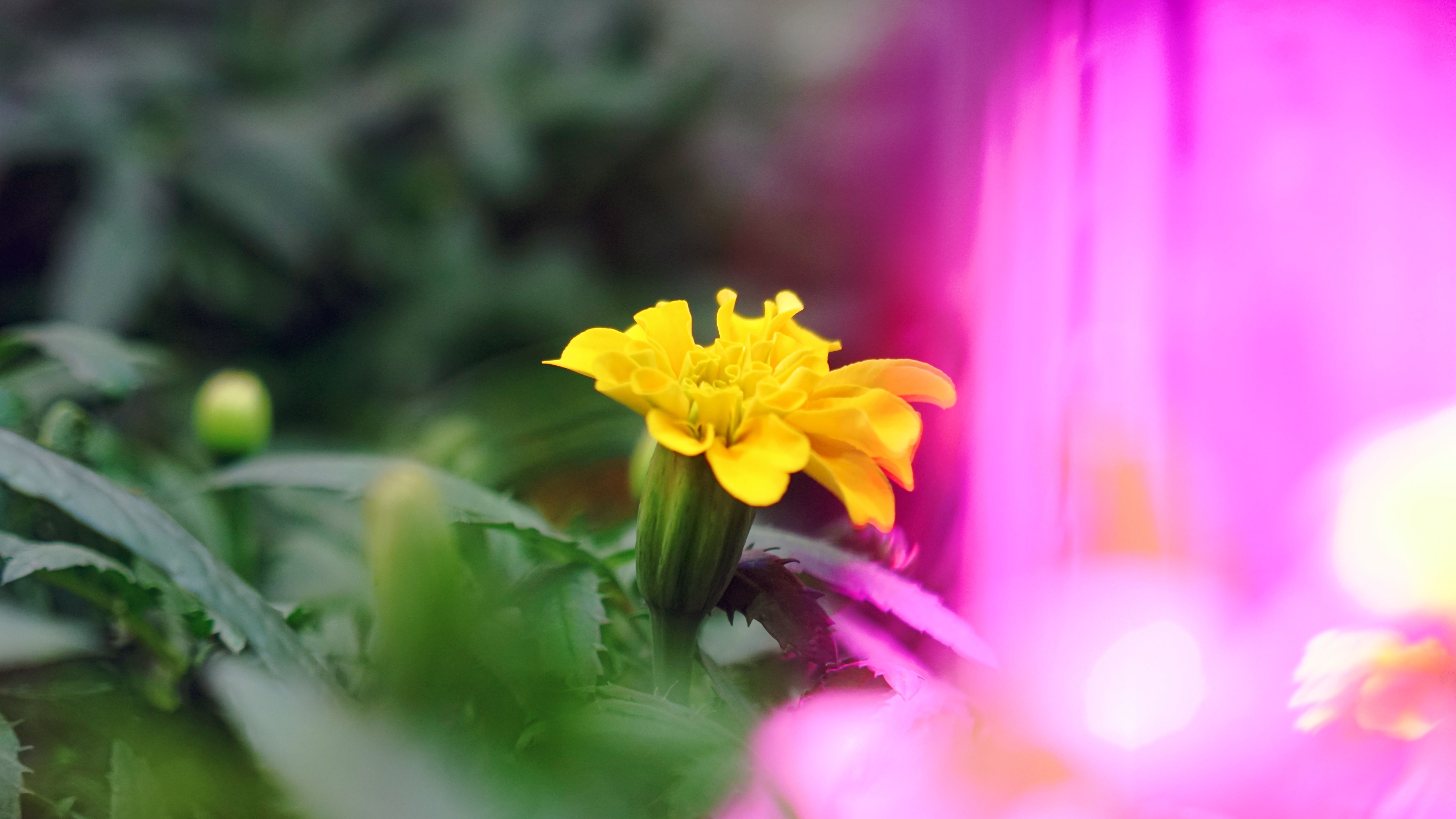 Tagetes Minuta flowering in biopod Model One.