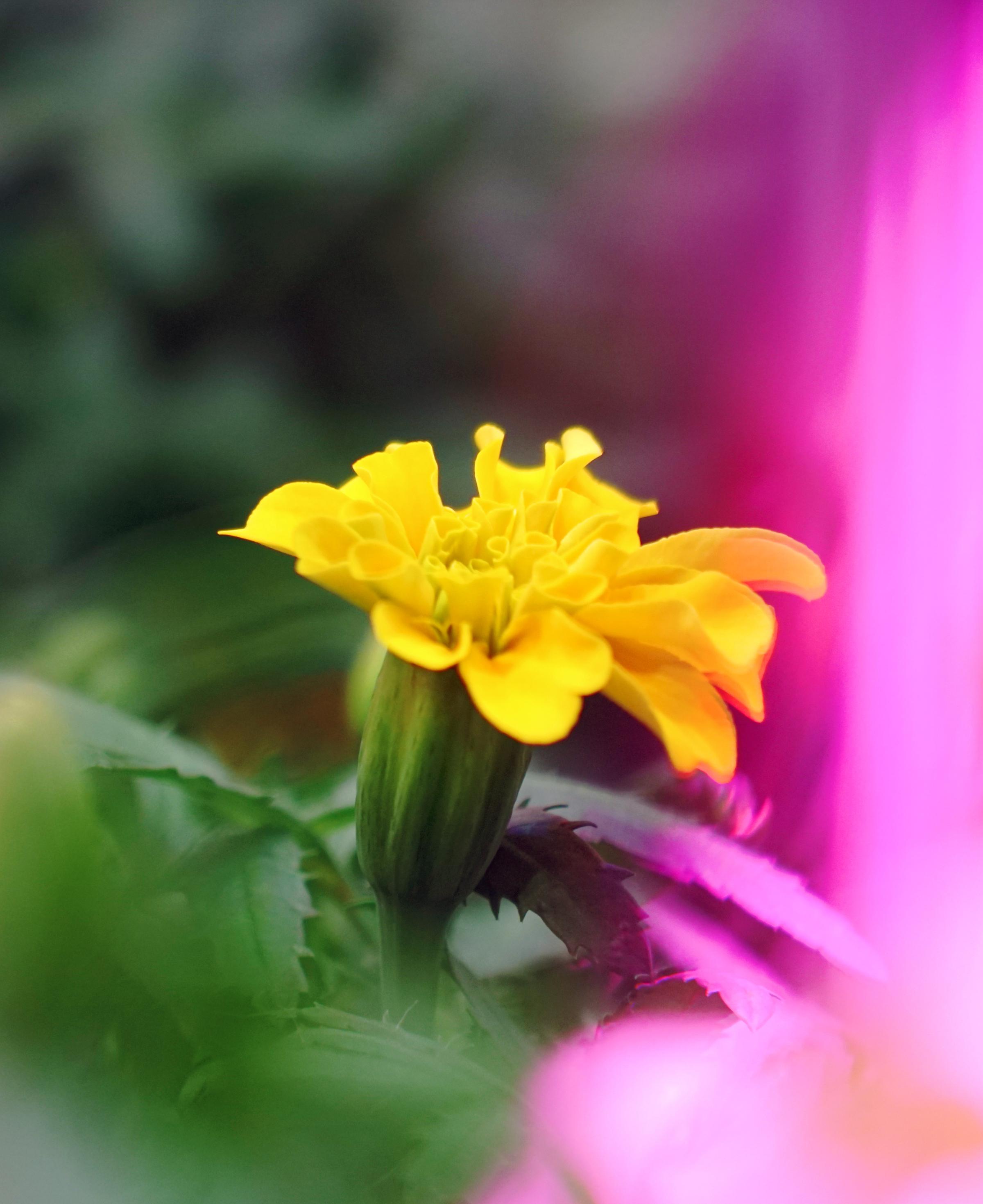 Tagetes Minuta flowering in biopod Model One.