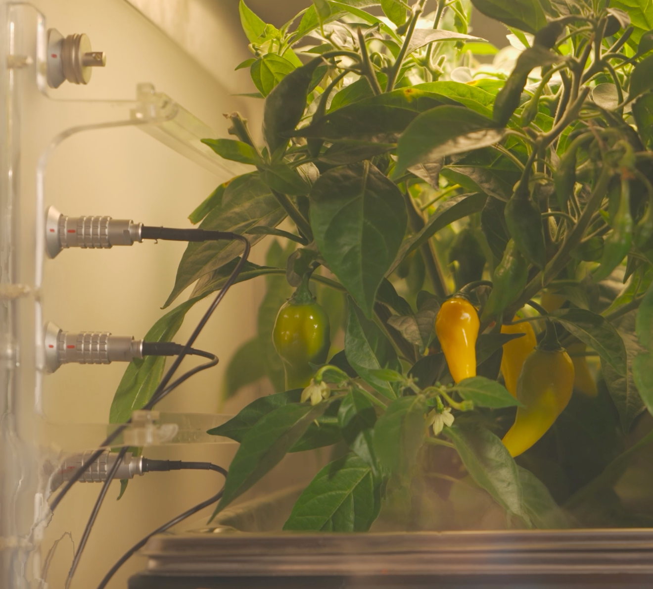 Chili Peppers in a bioquark.