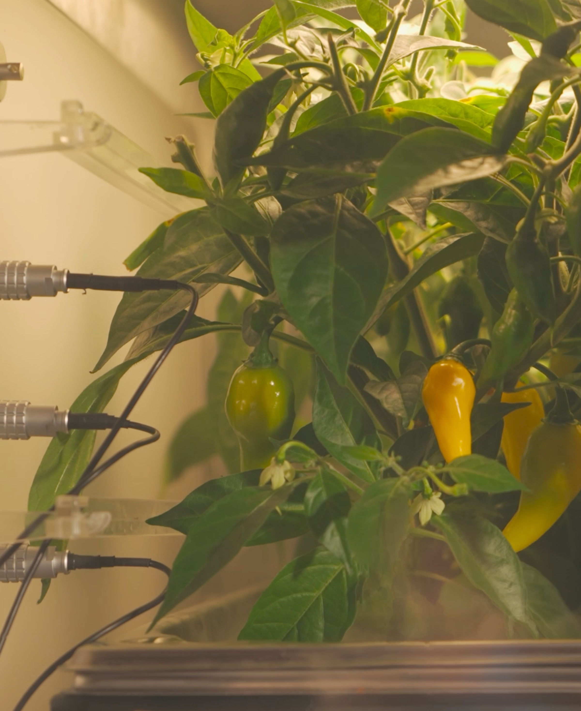 Chili Peppers in a bioquark.