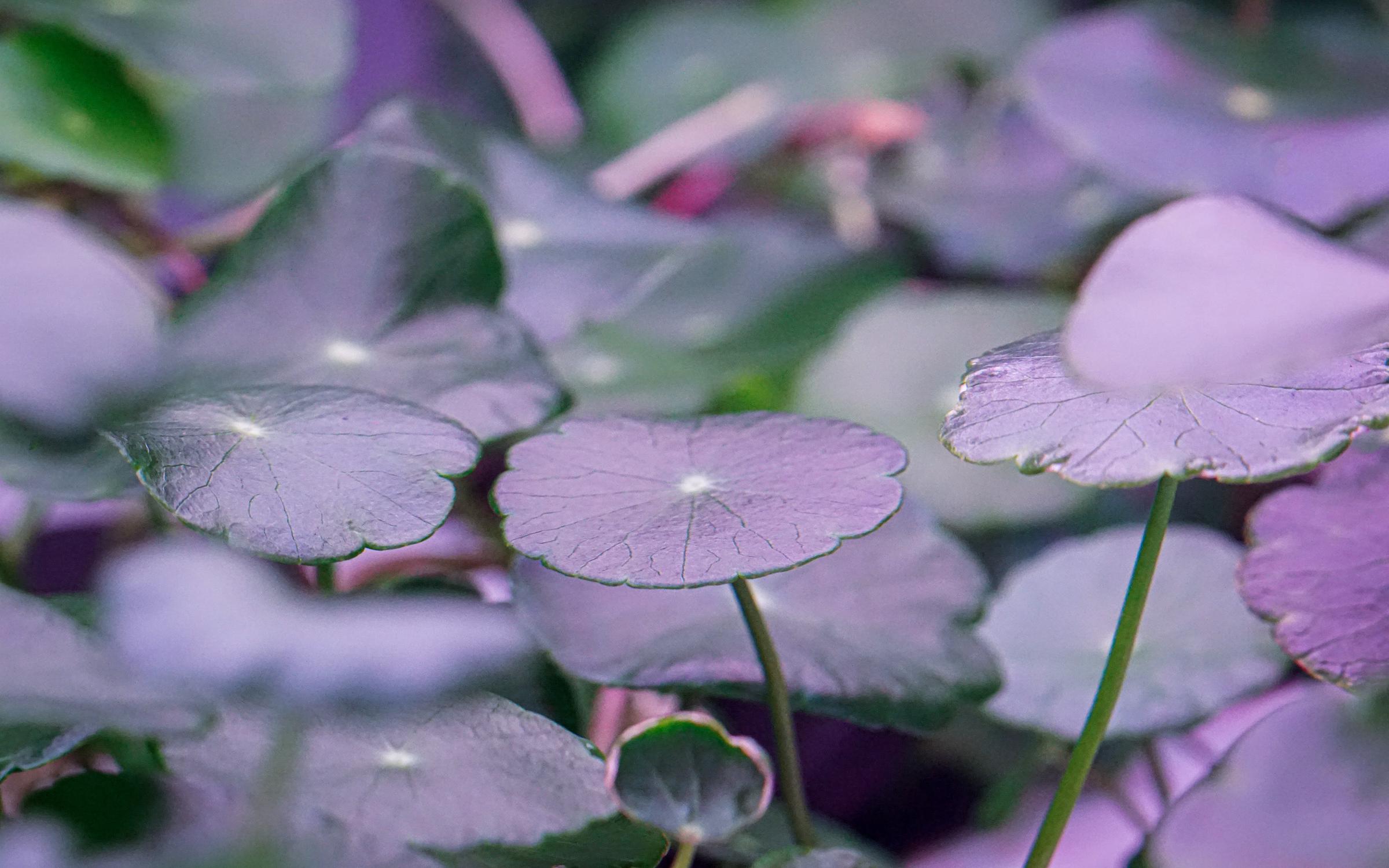 Centella Asiatica growing in biopod Model One.