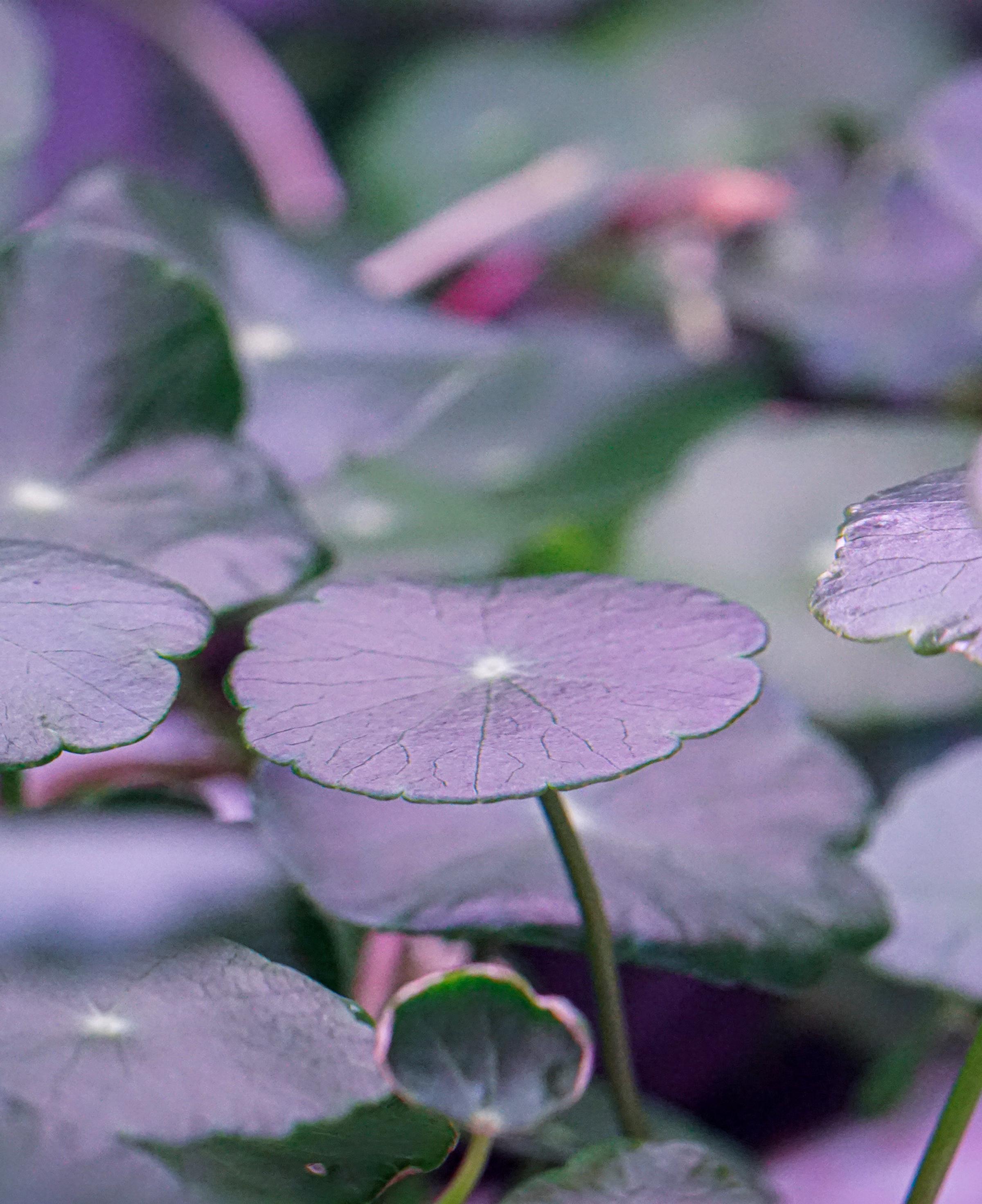 Centella Asiatica growing in biopod Model One.