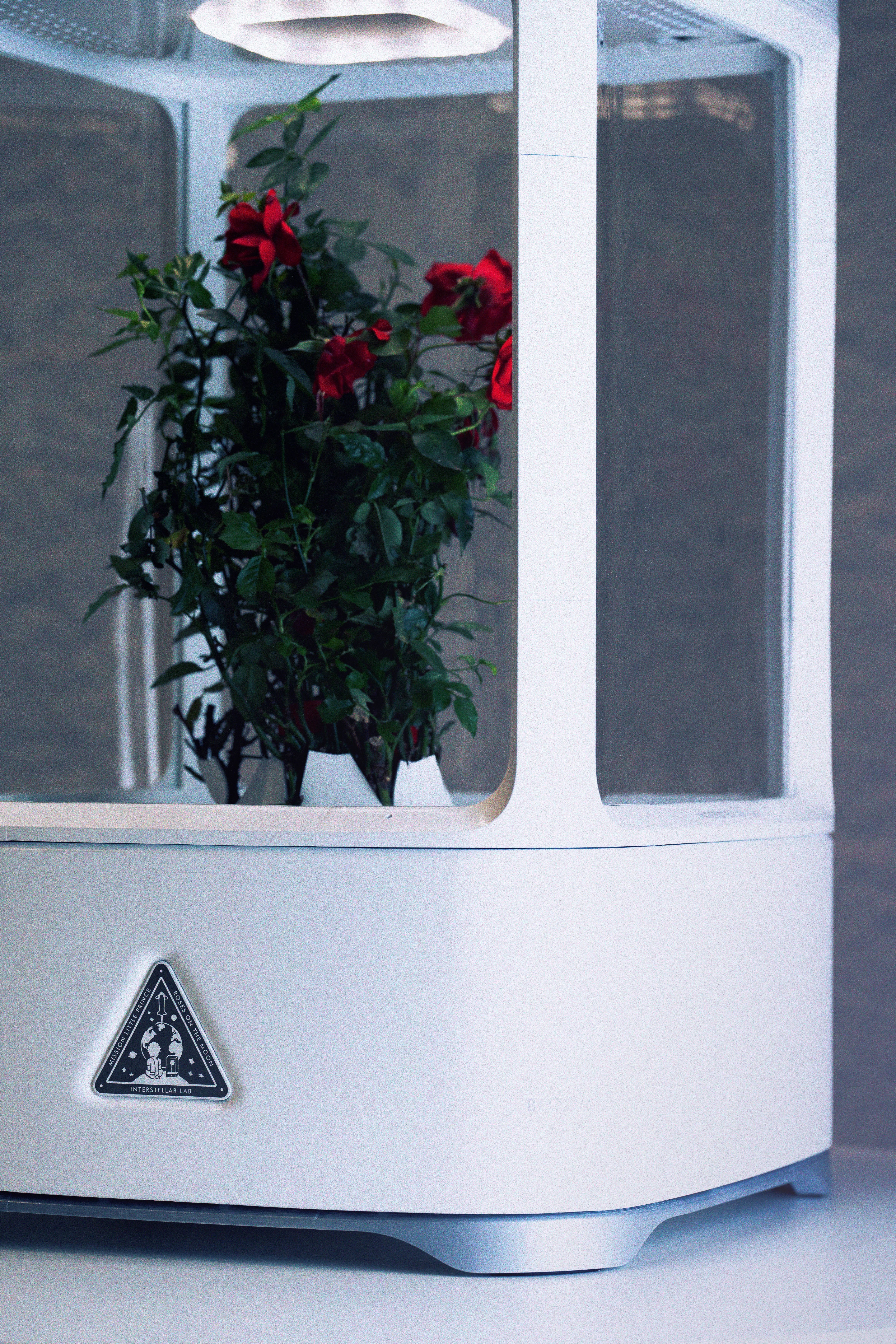 Prototype of Bloom with red roses. 