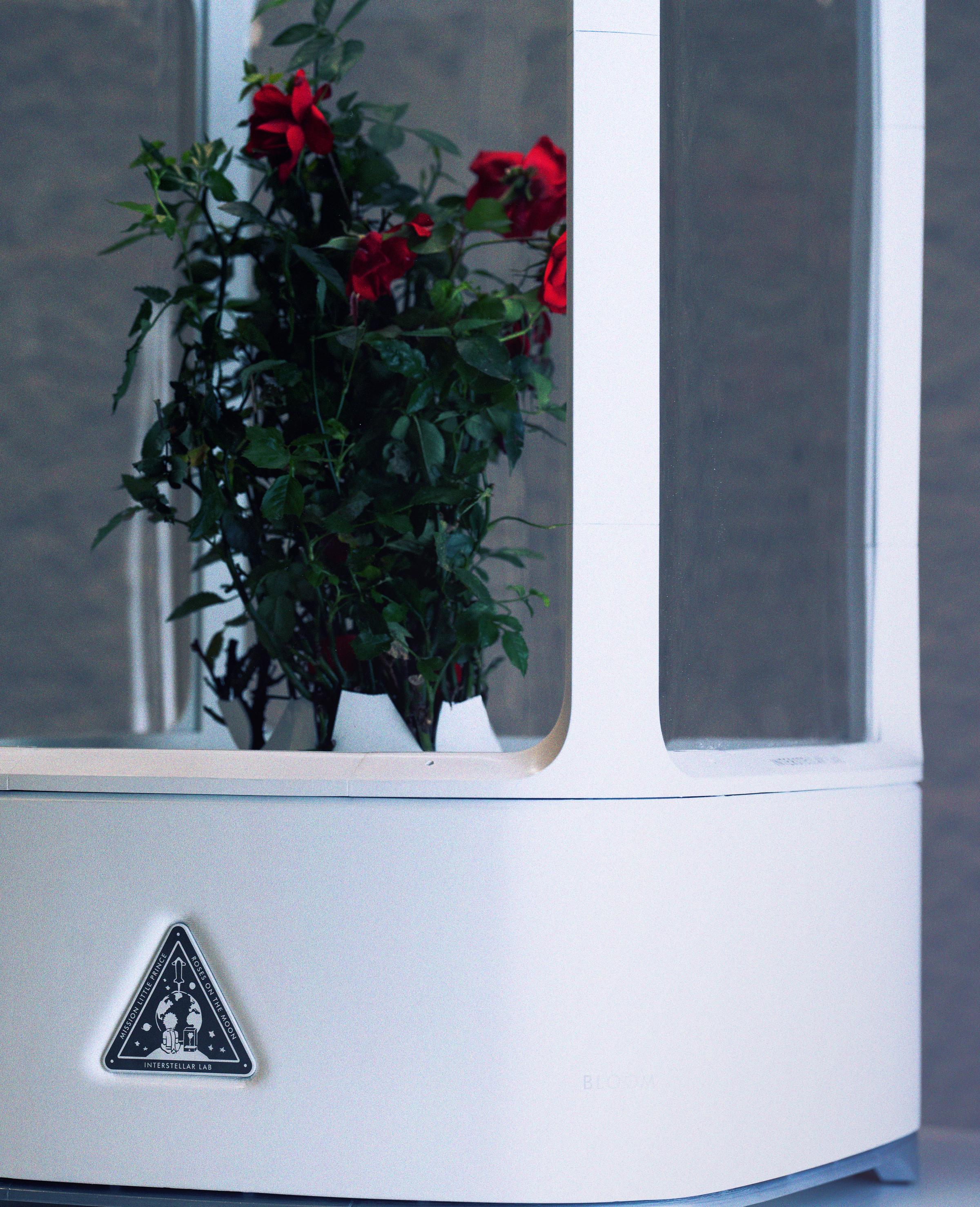 Prototype of Bloom with red roses.