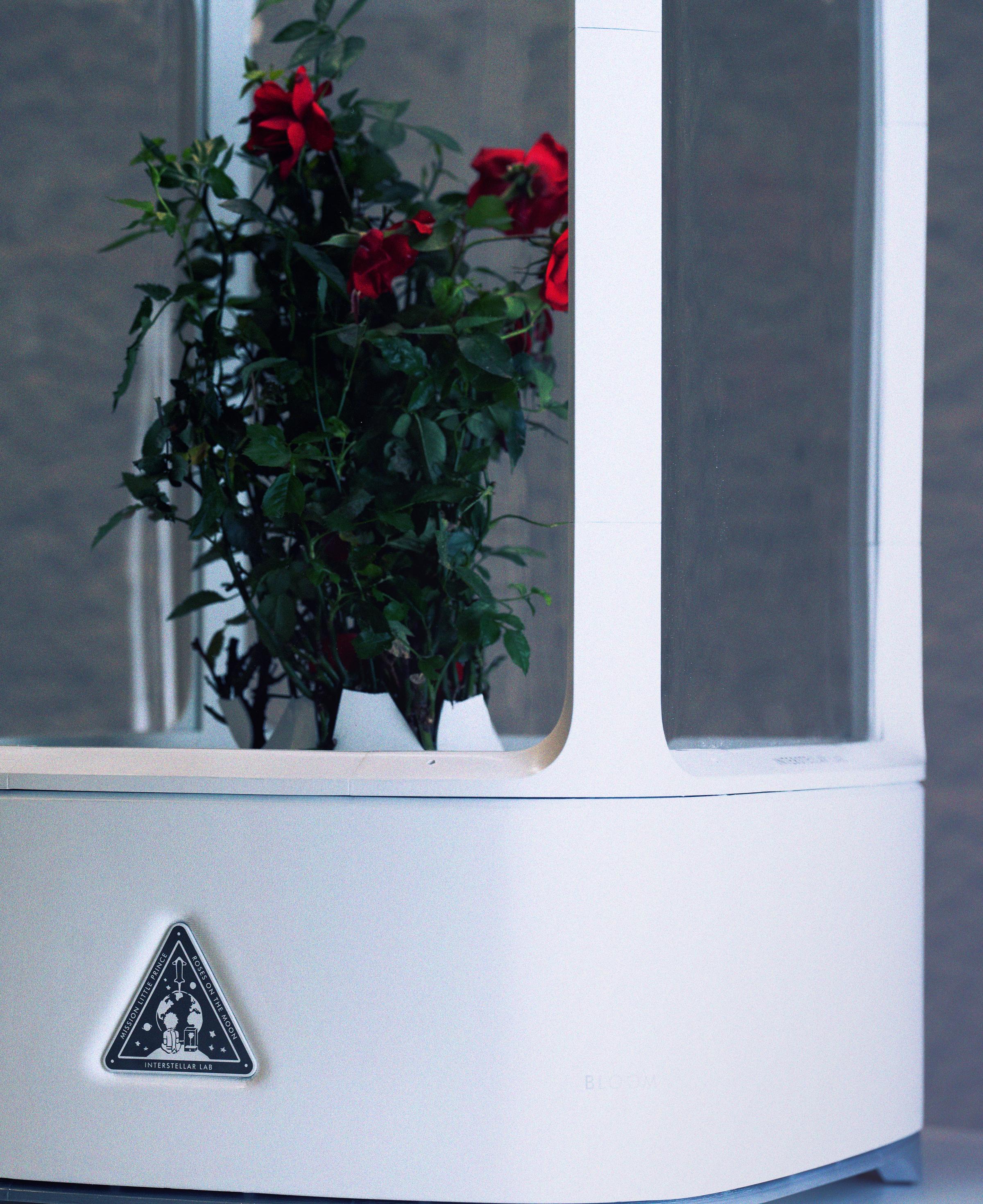 Prototype of Bloom with red roses.