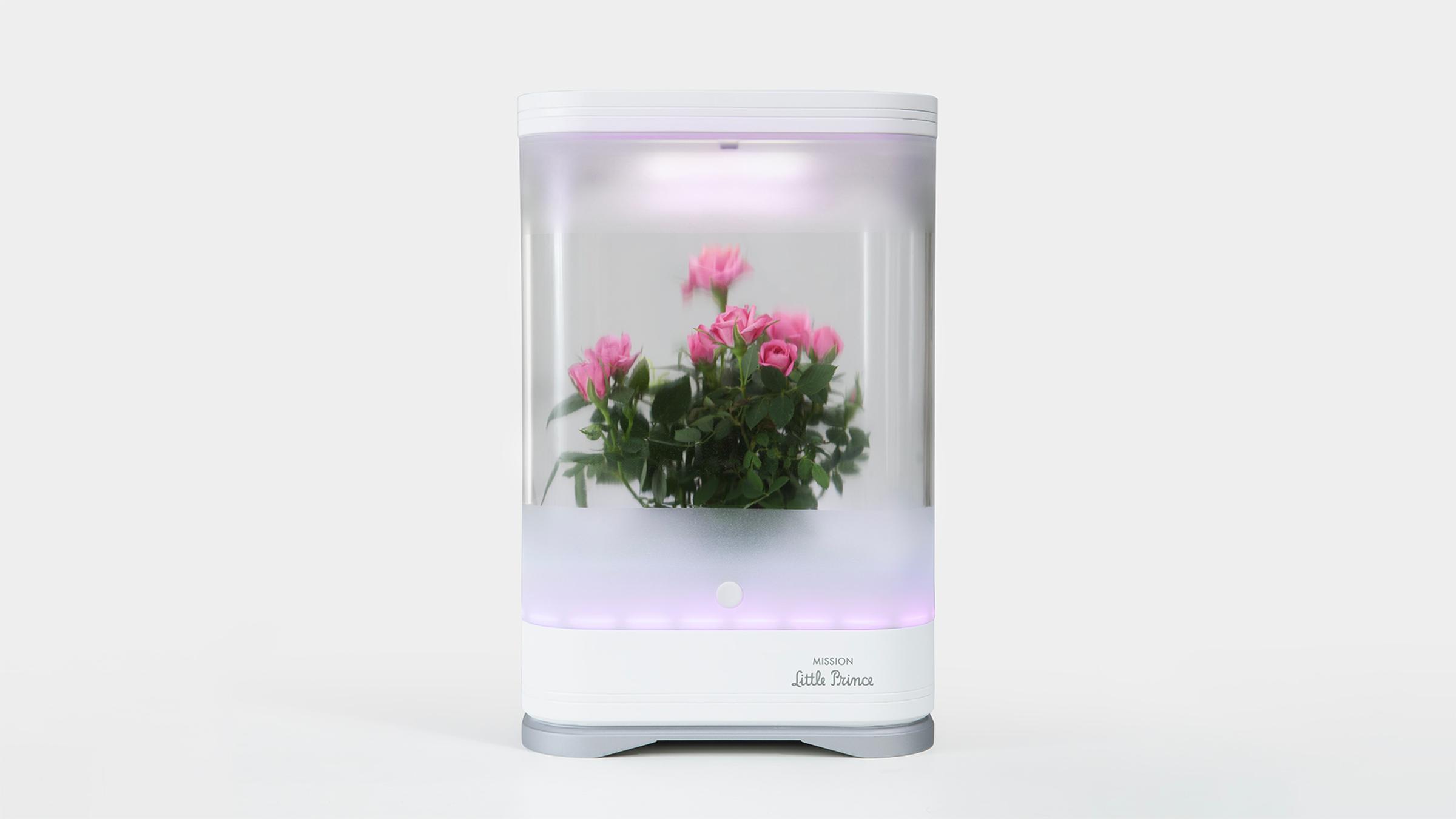 Bloom