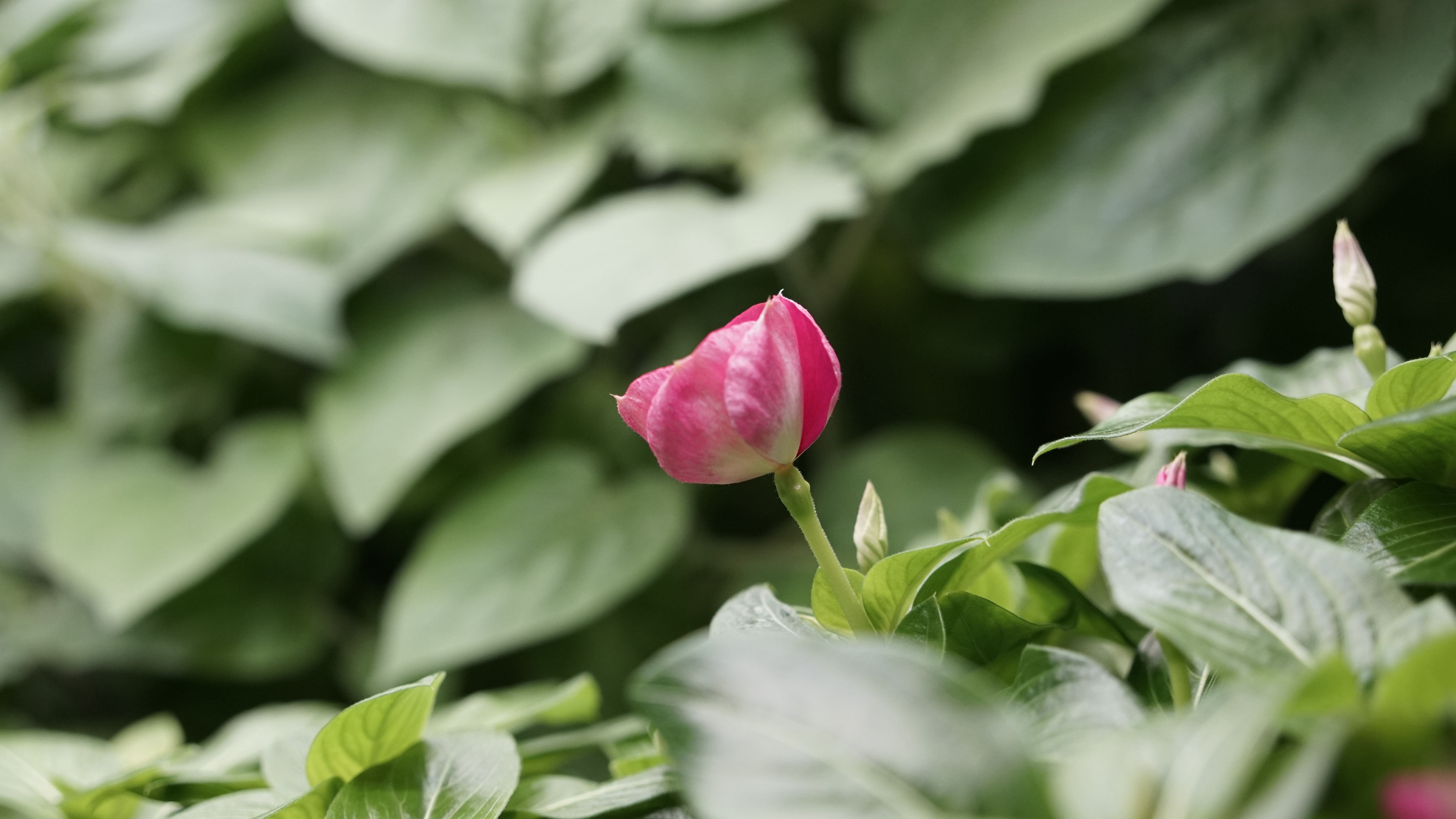 Madagascar Periwinkle flower in biopod Model One.