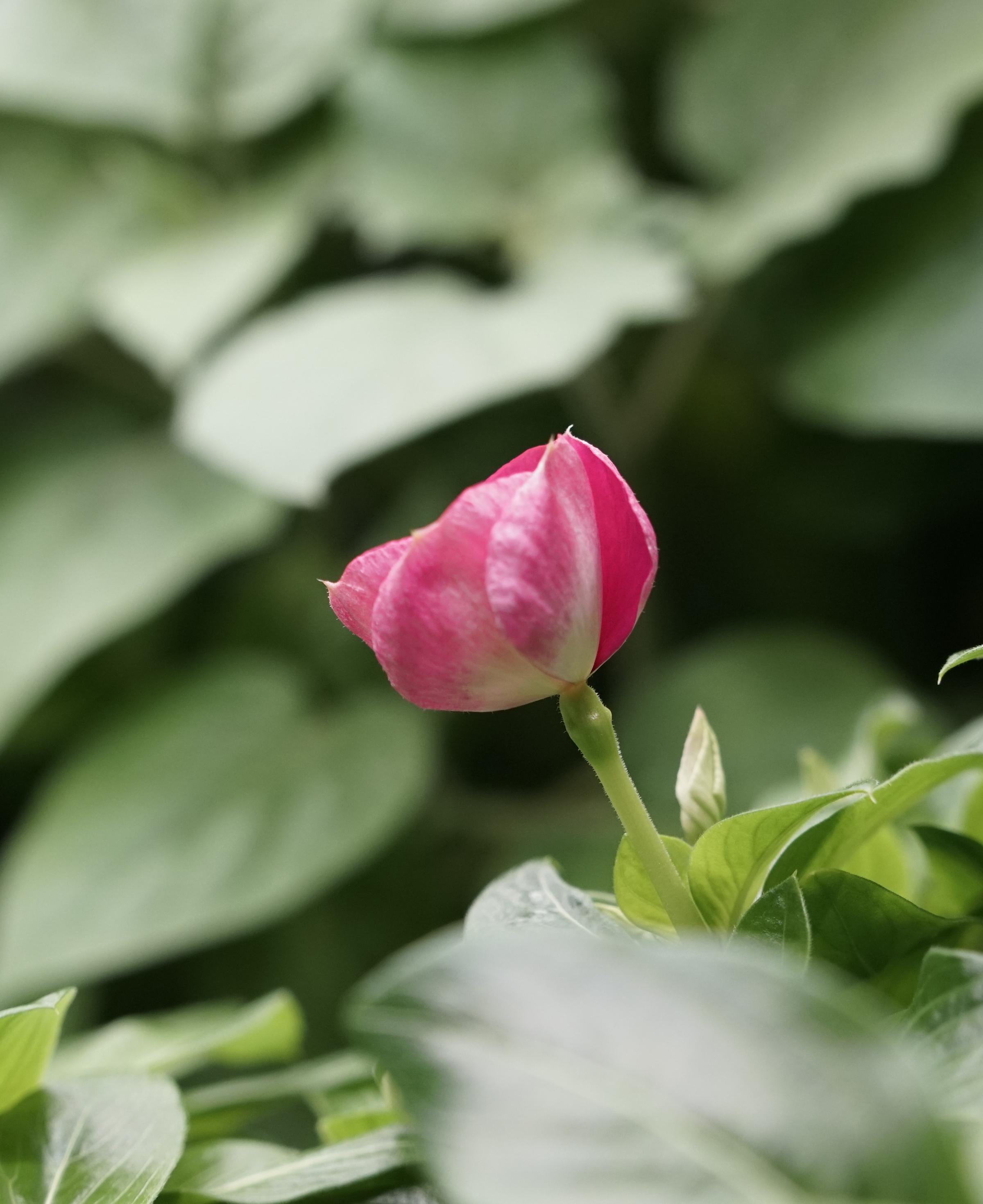 Madagascar Periwinkle flower in biopod Model One.