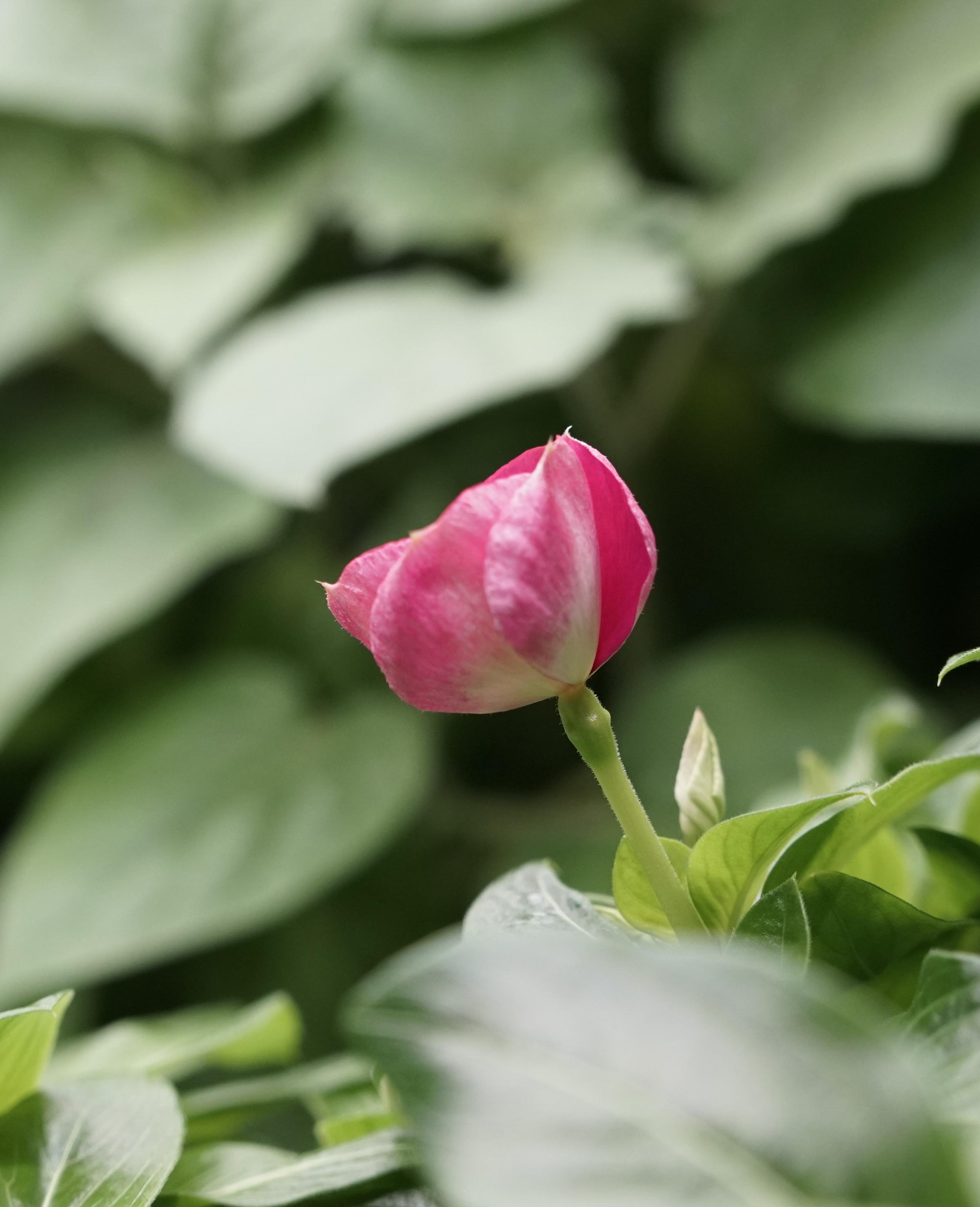 Madagascar Periwinkle flower in biopod Model One.