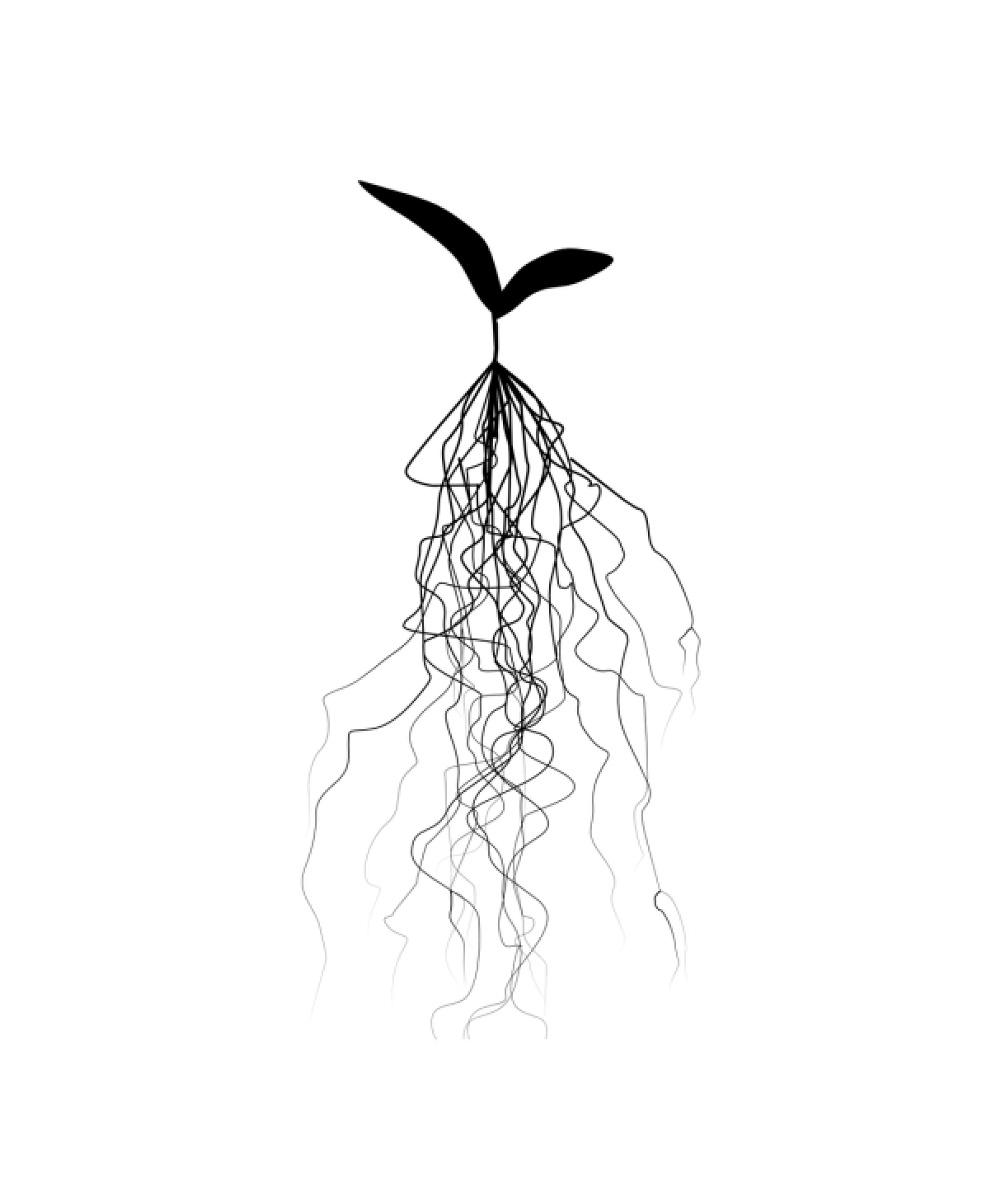 Plant Roots on a scale