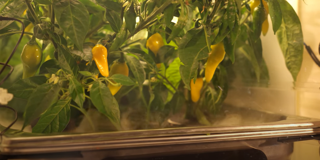 Freshly grown food ingredients in NUCLEUS