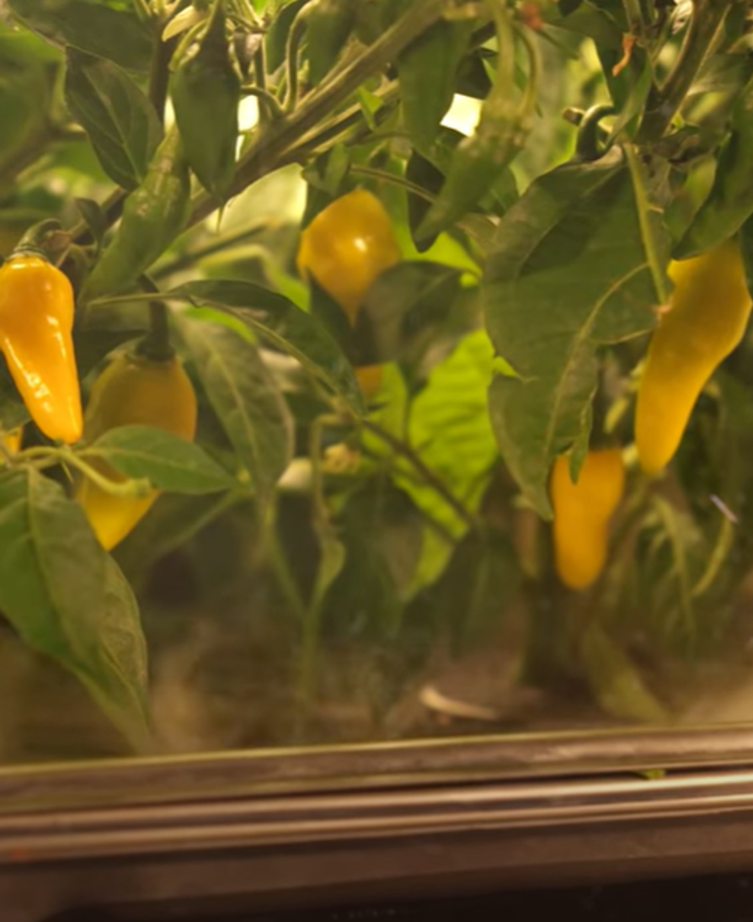 Freshly grown food ingredients in NUCLEUS