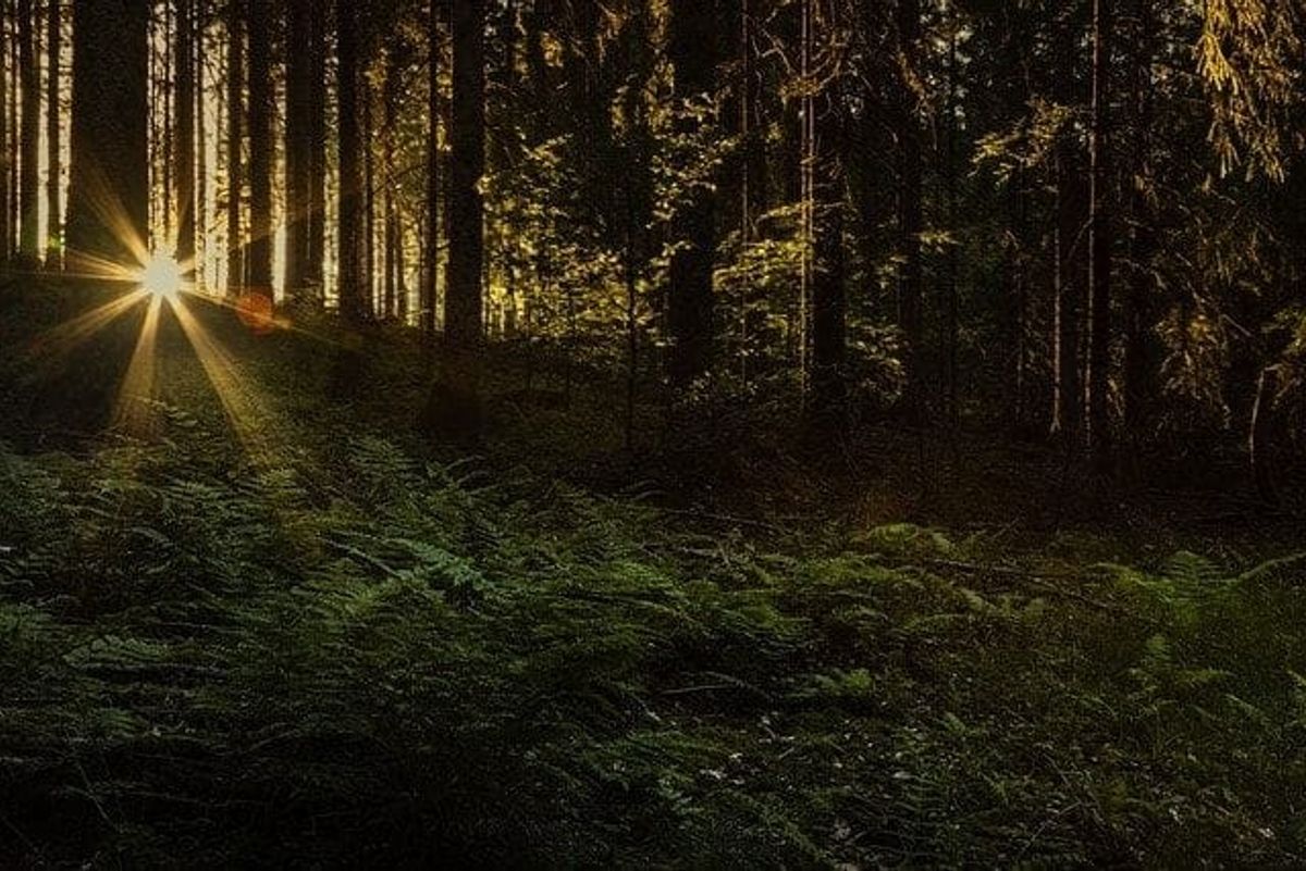 sunset, black forest, mystic, halloween party themes,