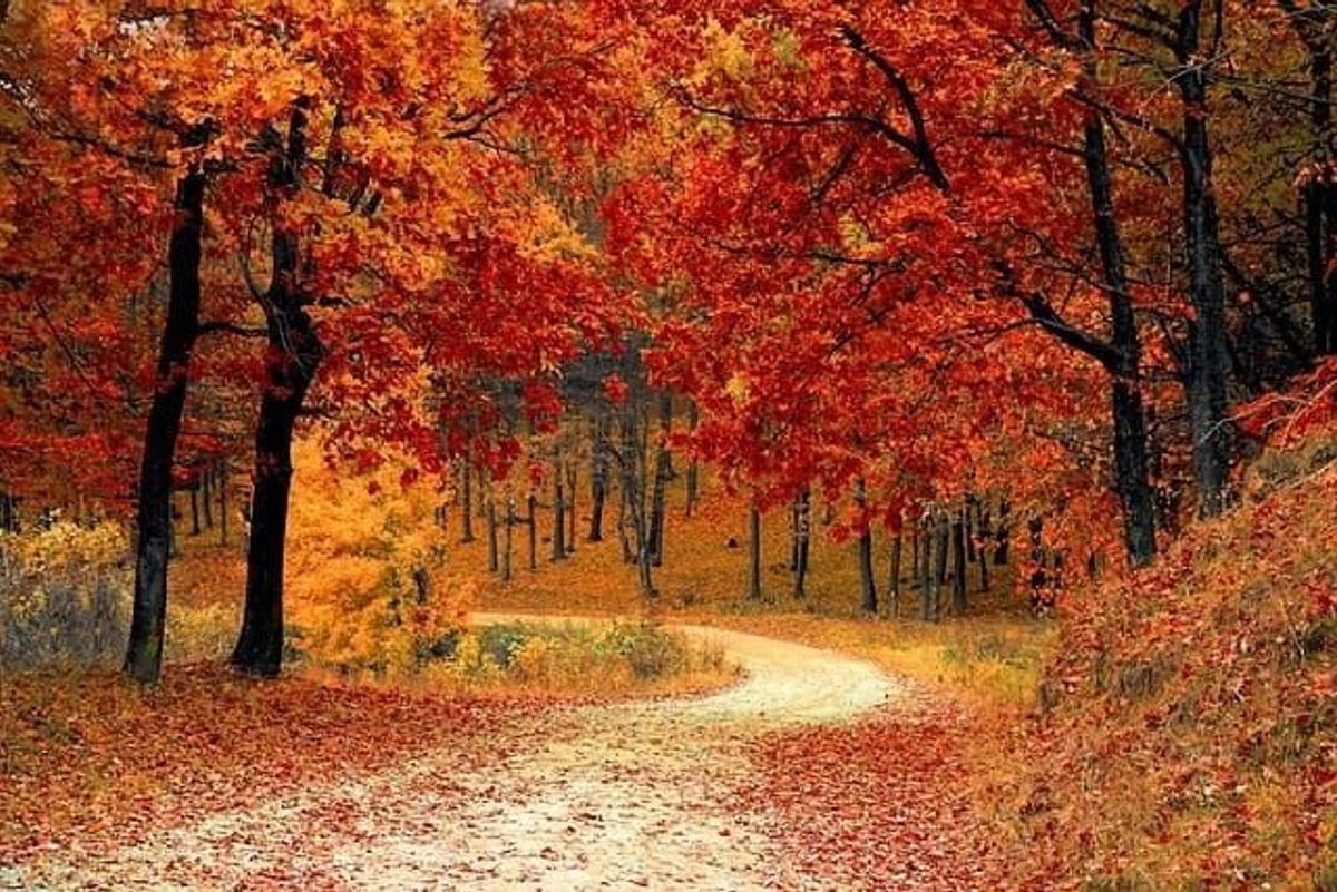 road, forest, fall, green, family, connection, games