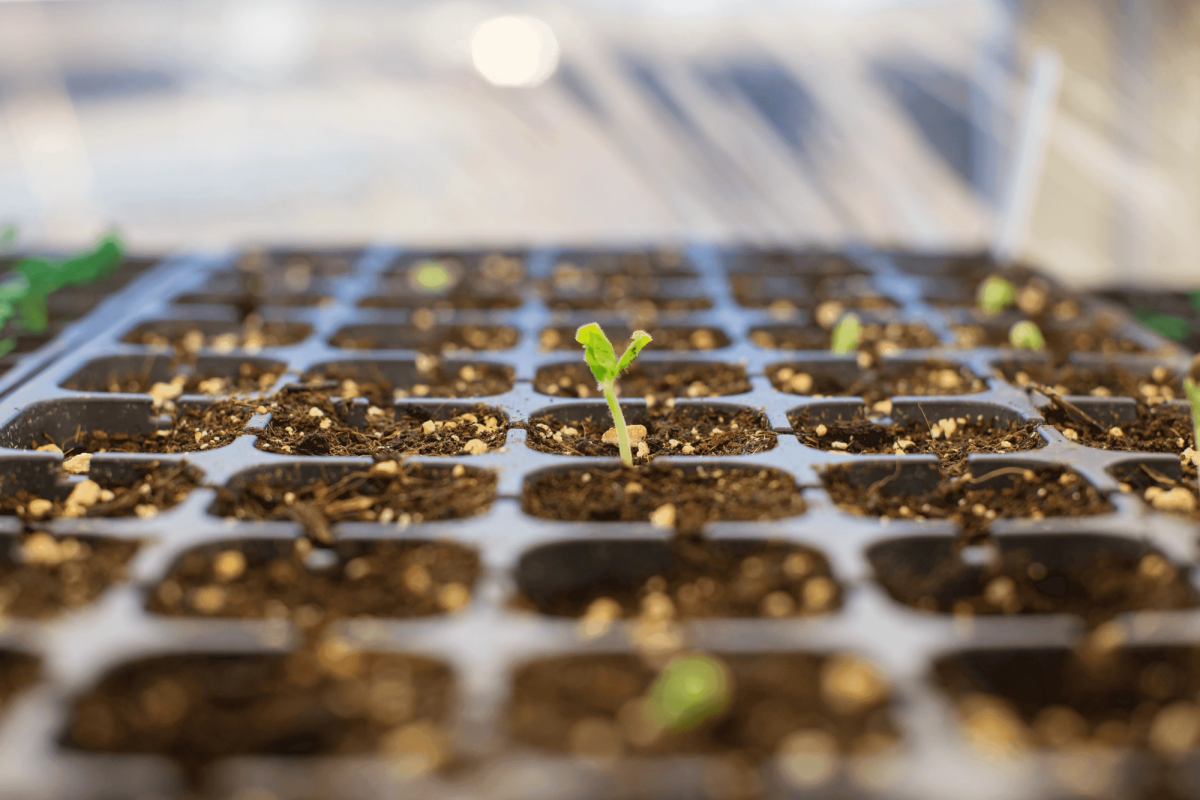 Sprout, start.