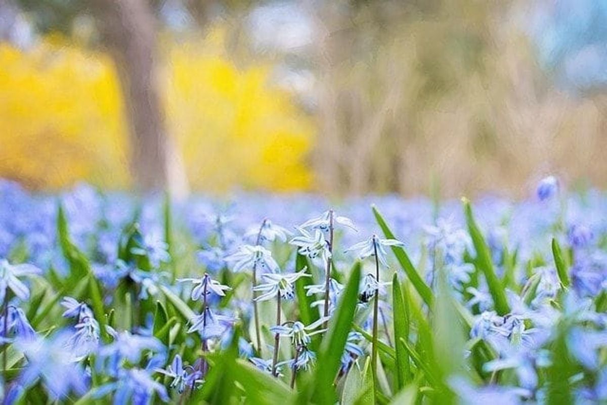 flowers, flower wallpaper, botany, communications