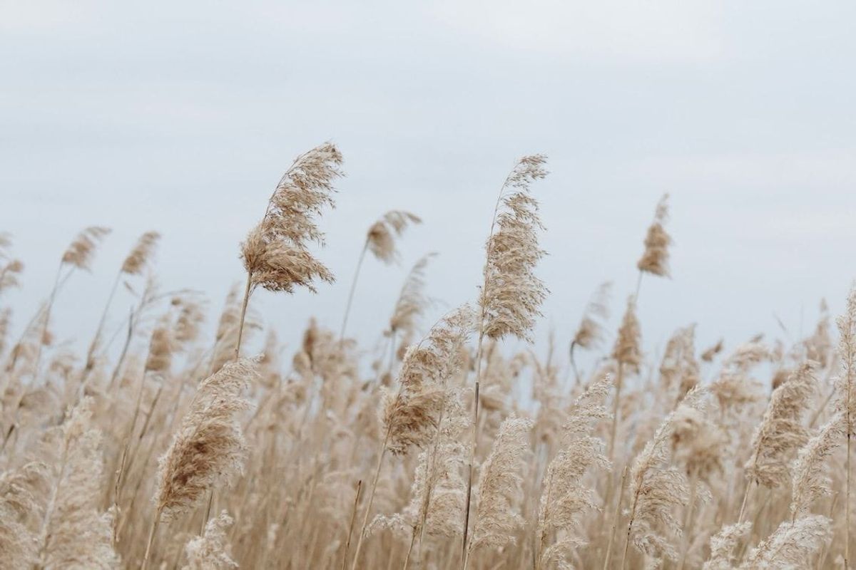 lifestyle brand, target audience, brand recognition