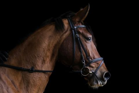 Ralph Laurens Equestrian