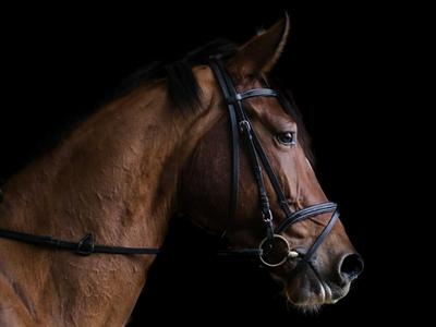 Ralph Laurens Equestrian