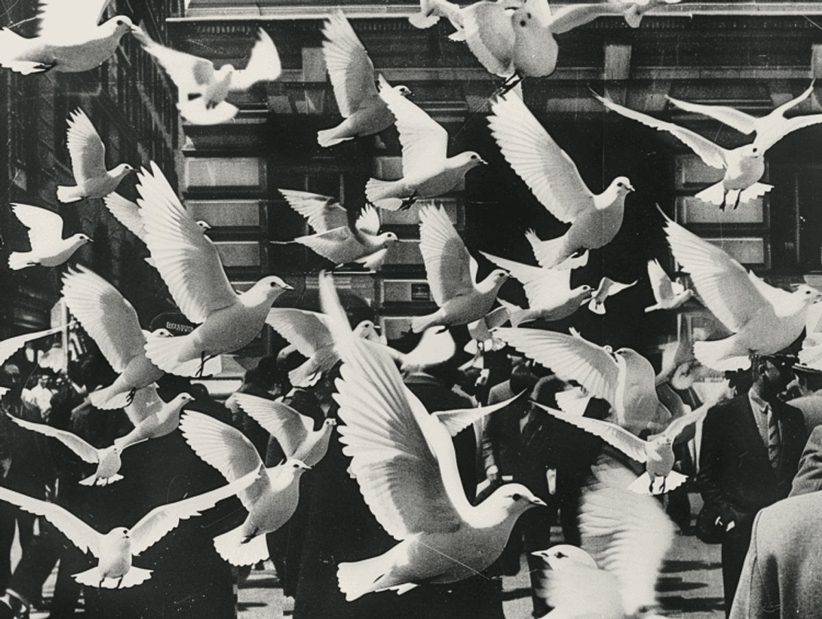 Flock of birds flying over urban scene.