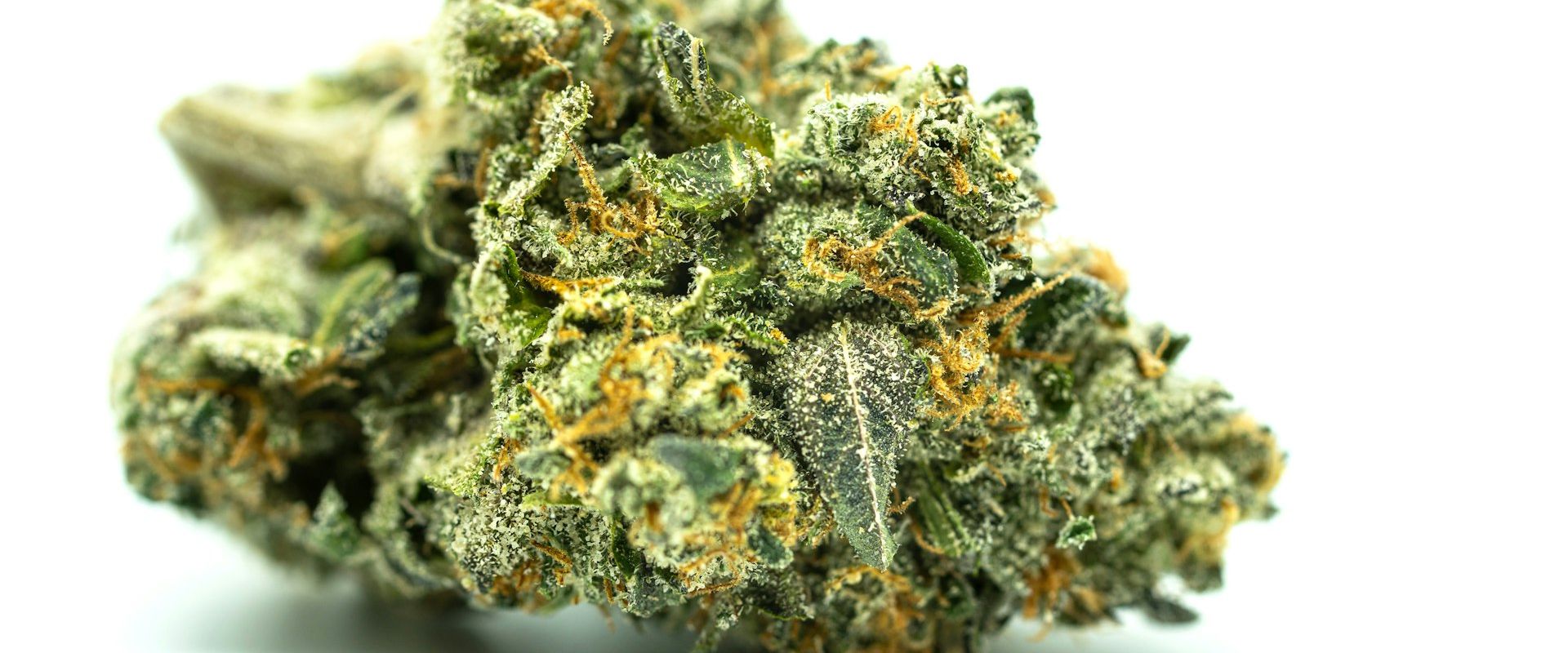 Professional cannabis cultivation facility with modern equipment - Cannabis & CBD PR